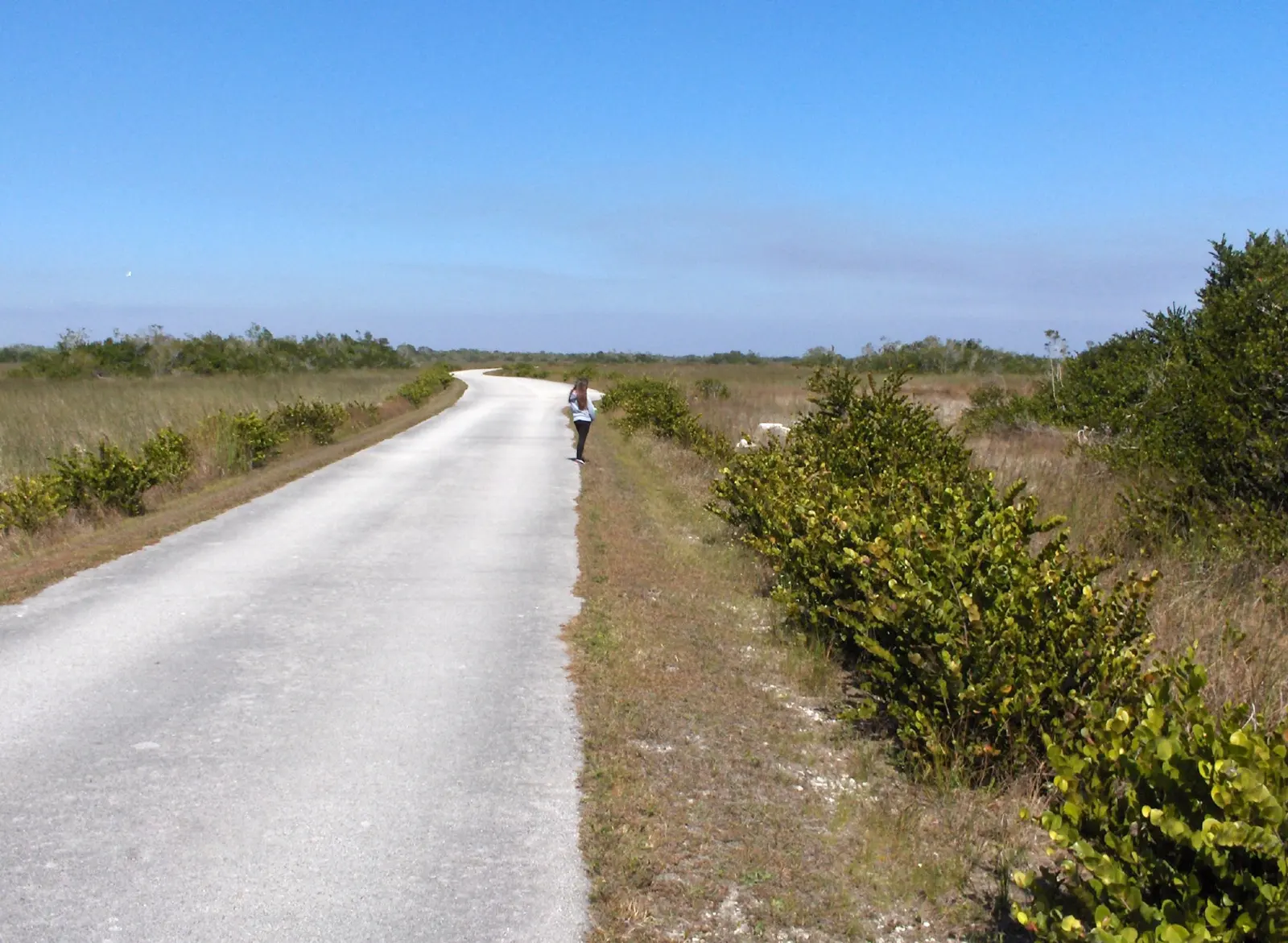 East road in Shark Valley in Florida, United States