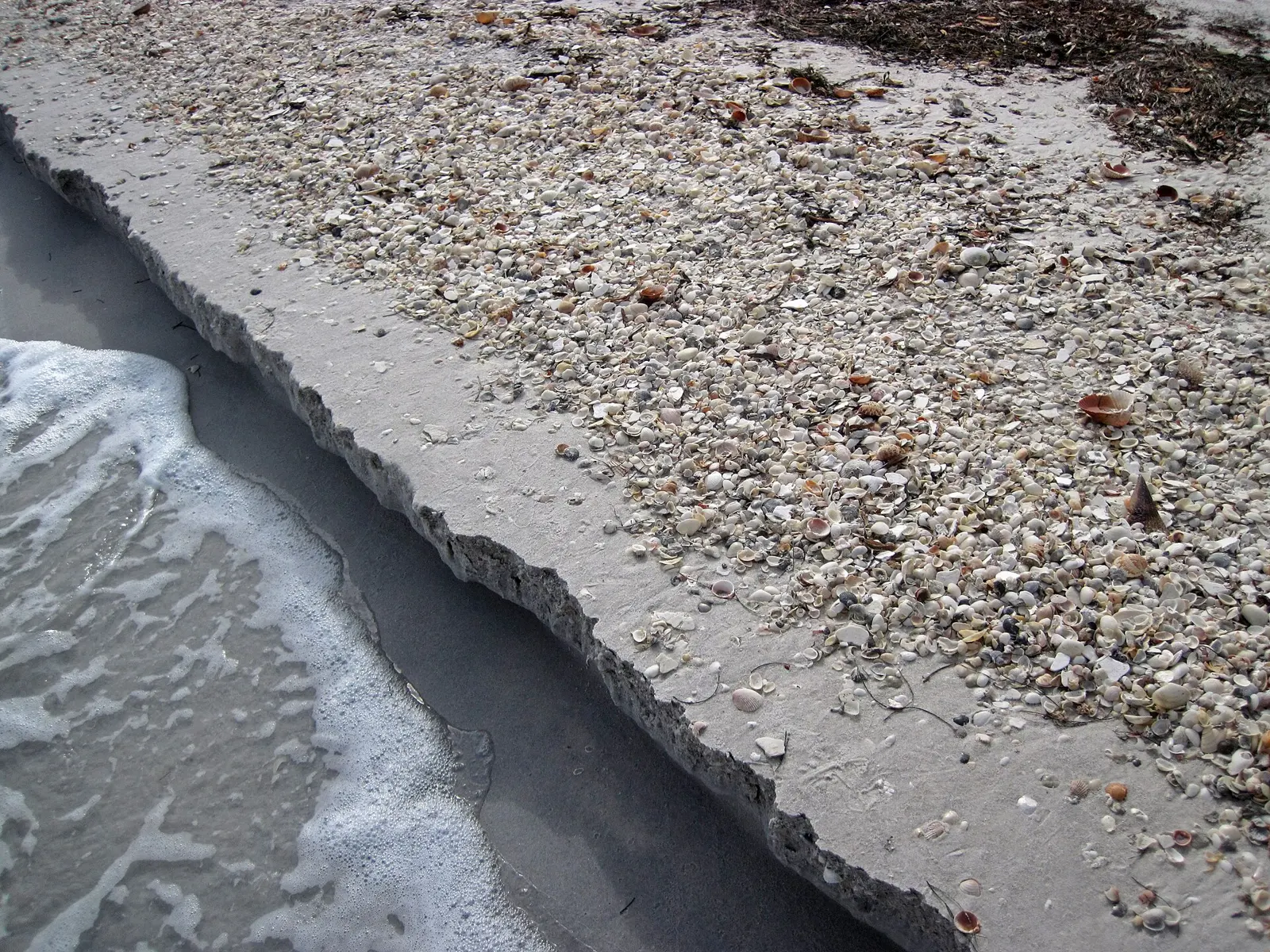 Erosional beach scarp at the southern tip of Cayo Costa Island, Florida, USA (January 2016). Cayo Costa Island is one of dozens of barrier islands in the West-Central Florida...