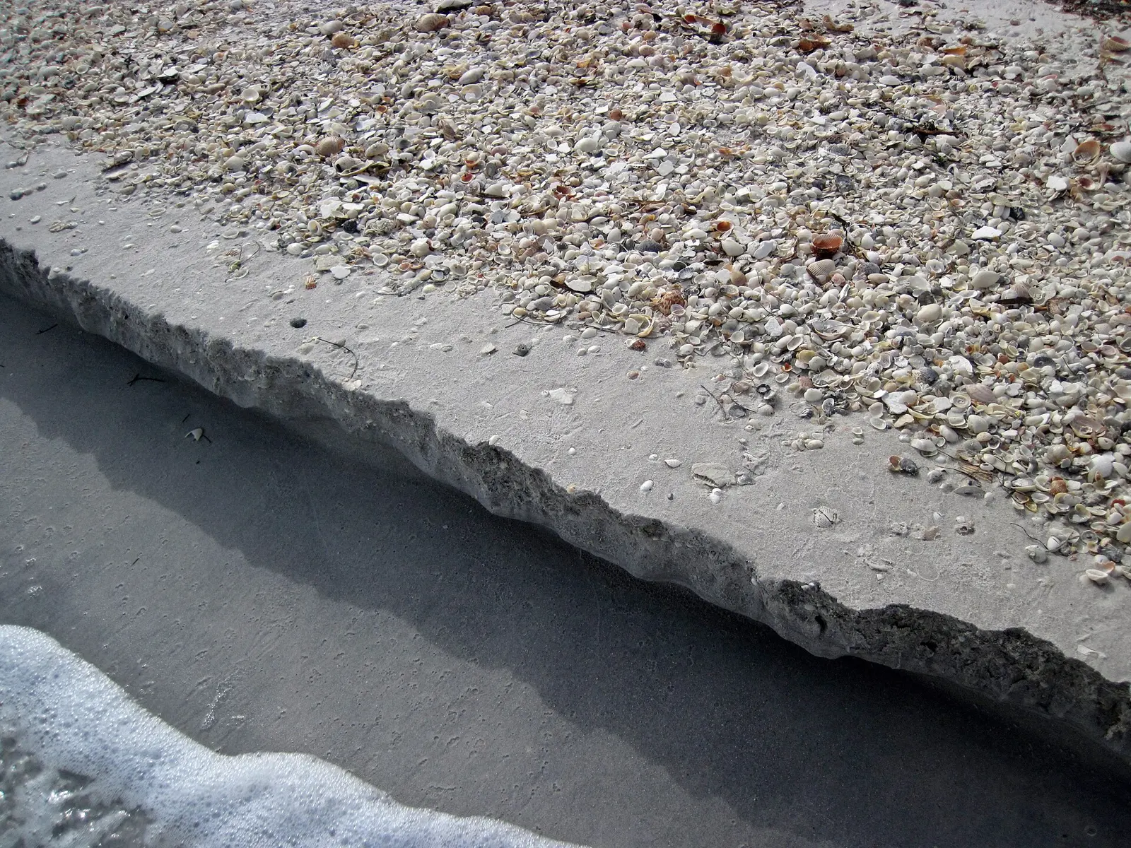Erosional beach scarp at the southern tip of Cayo Costa Island, Florida, USA (January 2016). Cayo Costa Island is one of dozens of barrier islands in the West-Central Florida...
