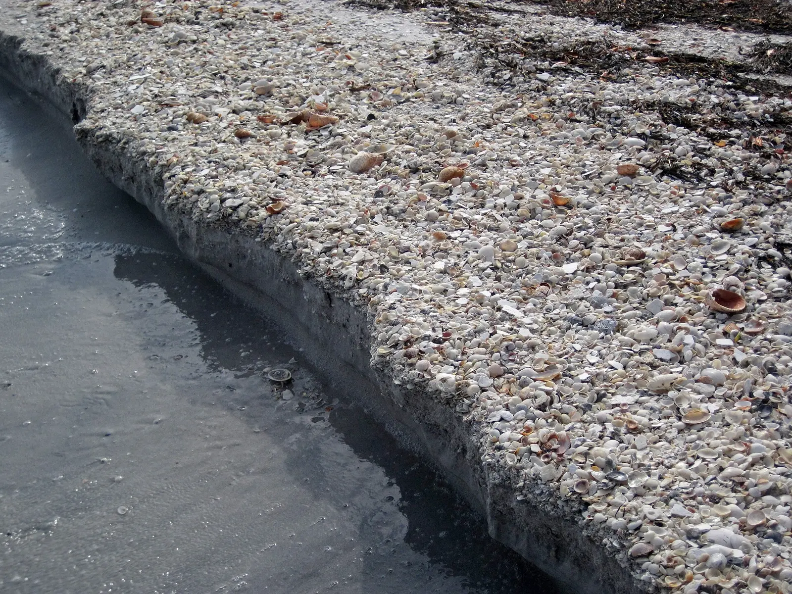 Erosional beach scarp at the southern tip of Cayo Costa Island, Florida, USA (January 2016). Cayo Costa Island is one of dozens of barrier islands in the West-Central Florida...