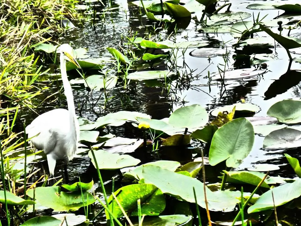 This is just one of the many birds I saw in the Everglades.