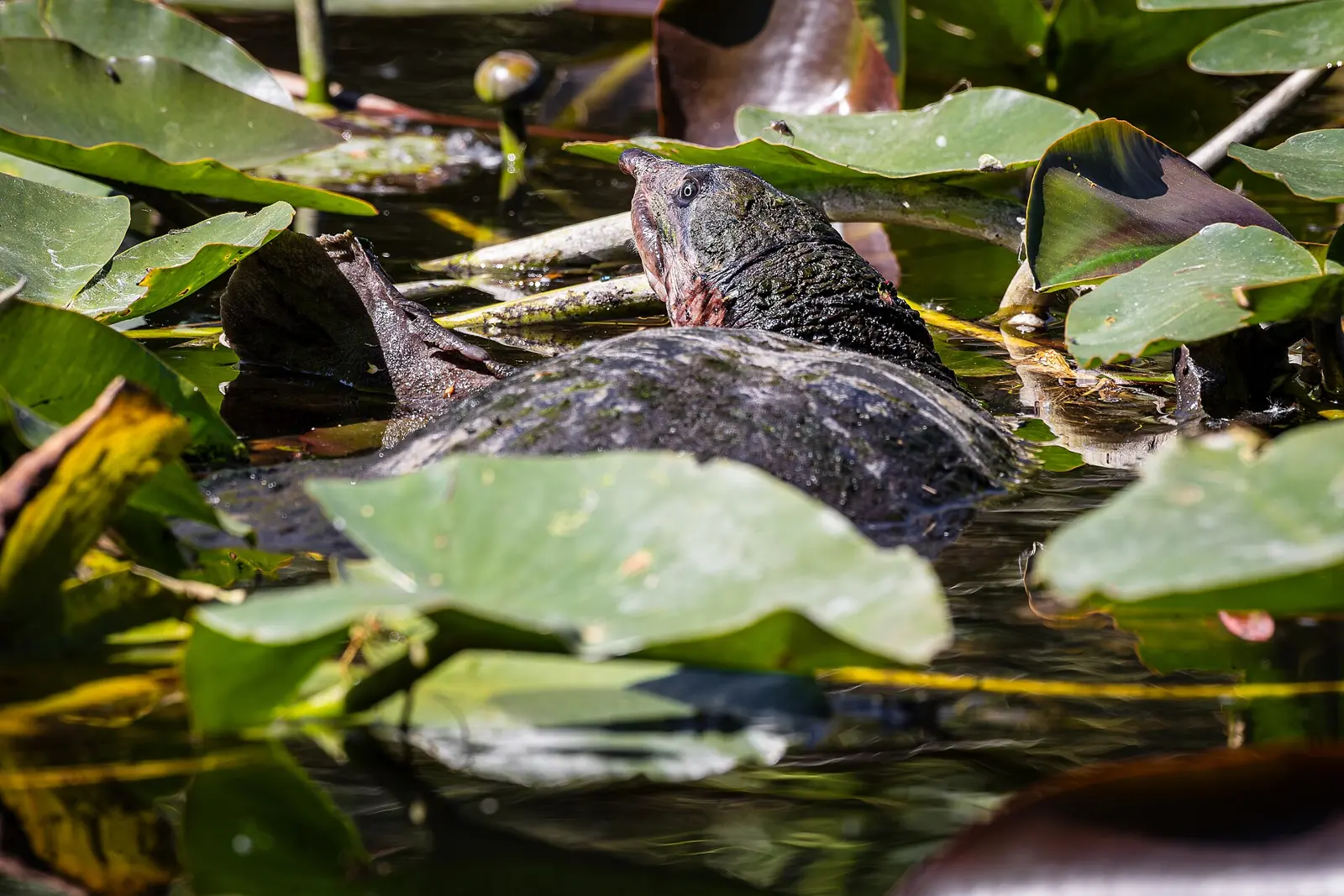 Students explore the vast Shark Valley slough on a narrated, open-air tram tour and hike to the observation tower for a bird's eye view. Alligators, wading birds, turtles, and...