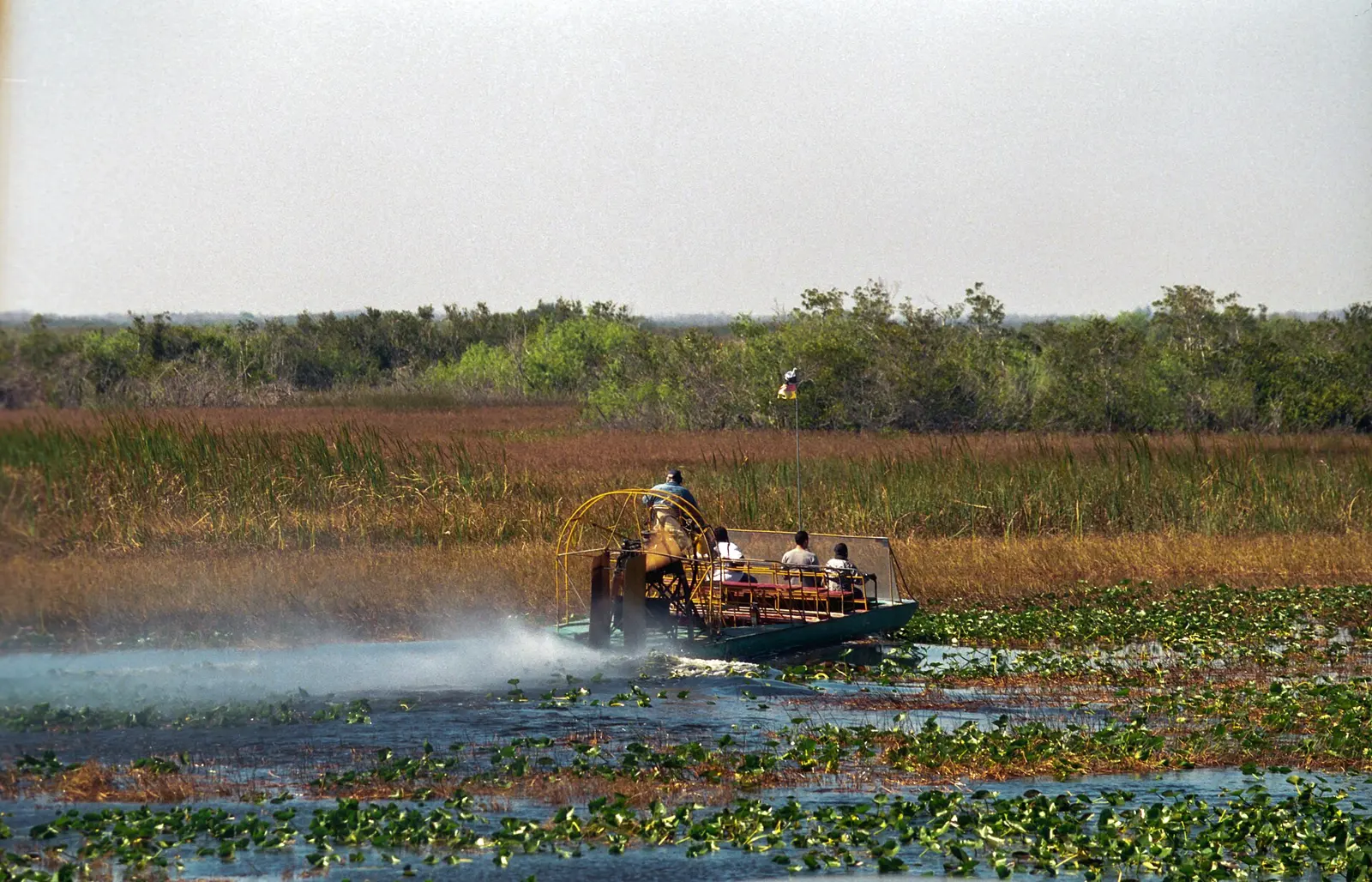 Bagna Everglades