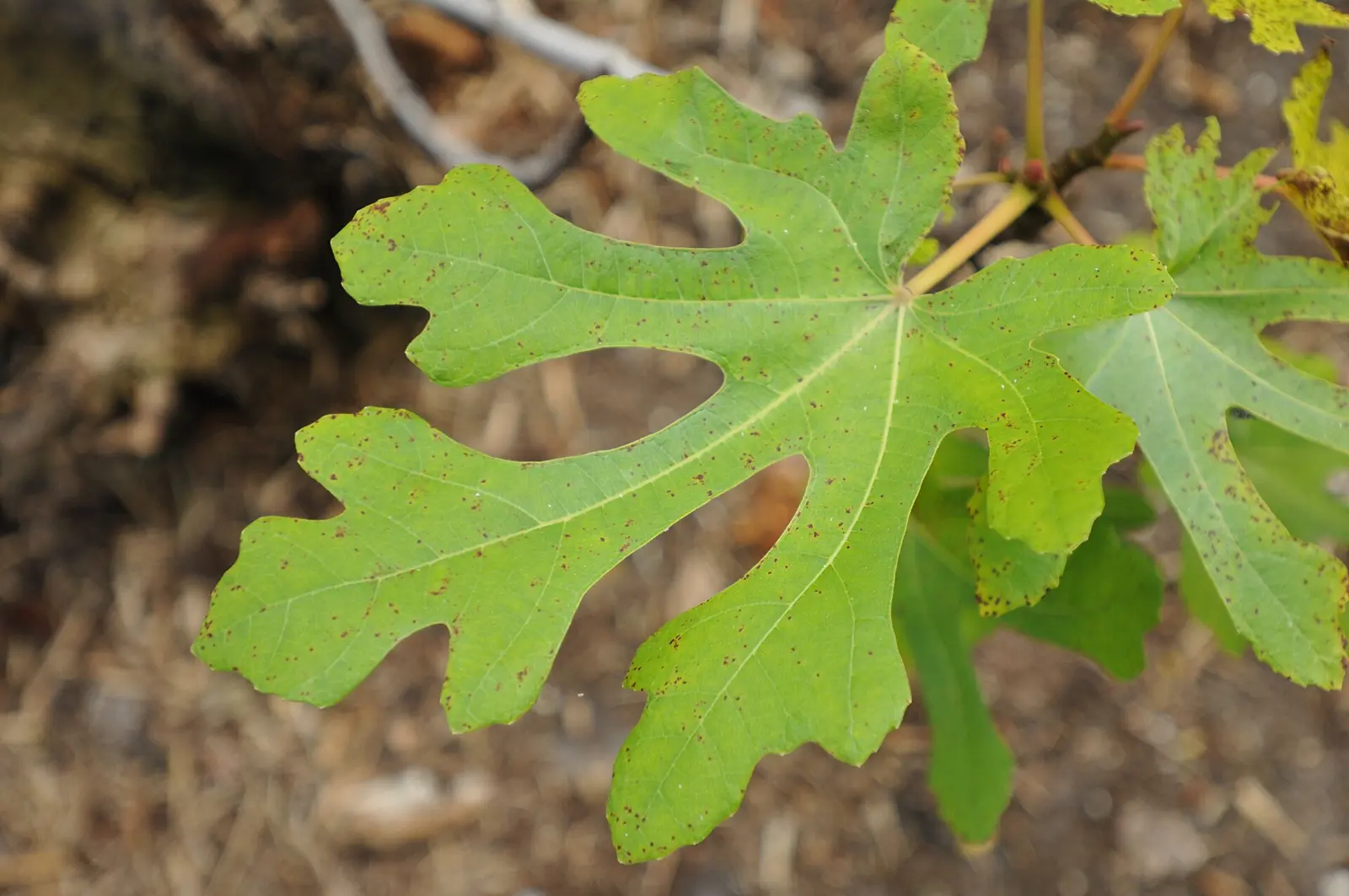 Ficus carica leaves at T Edison Estates in Ft. Myers Florida on a beautiful January winter day
