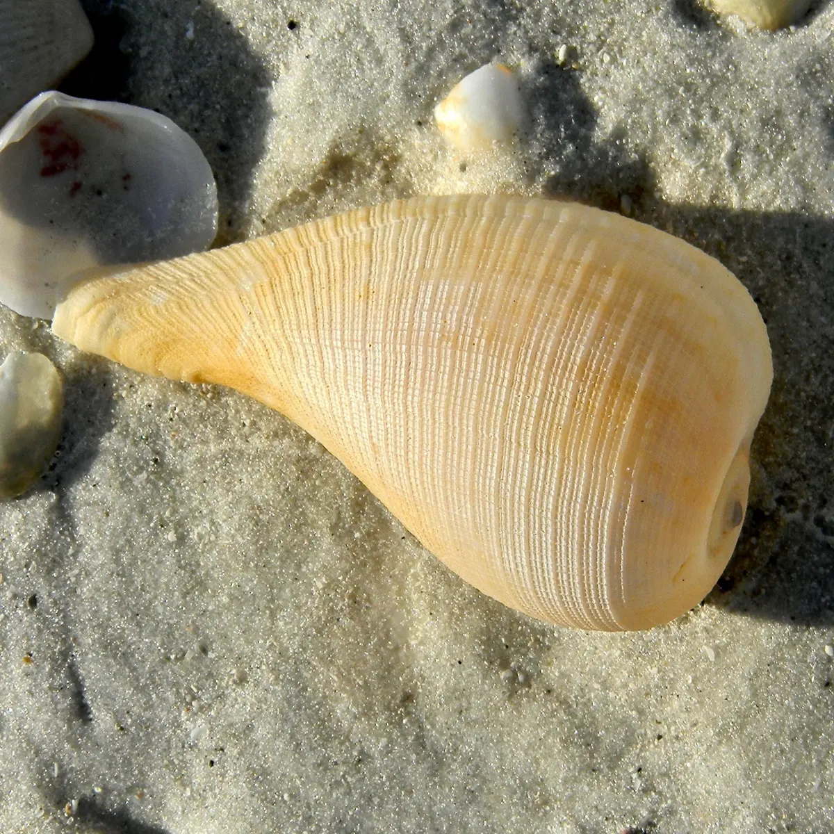 Ficus papyratia. A fragile fig shell on the beach at Lovers Key State Park, Lee County, Florida.