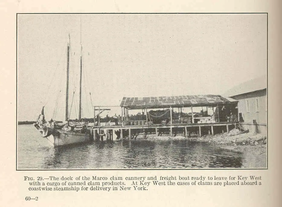Dock of the Marco clam cannery and freight boat ready to leave for Key West with a cargo of canned clam products. At Key West the cases of clams are placed aboard a coastwise...
