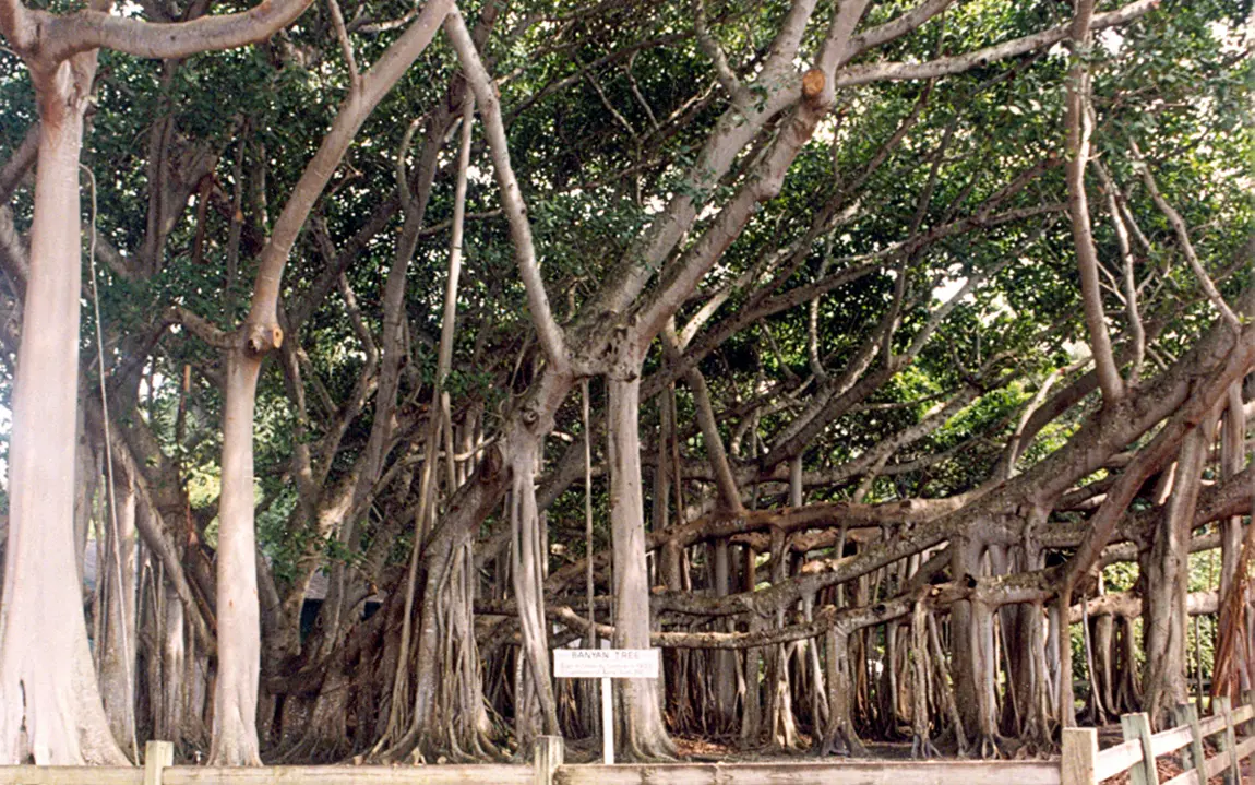 This banyan tree was given to Thomas Edison by Harvey Firestone, the founder of the tire company and a longtime friend of Edison's. It was shipped from India in the early...