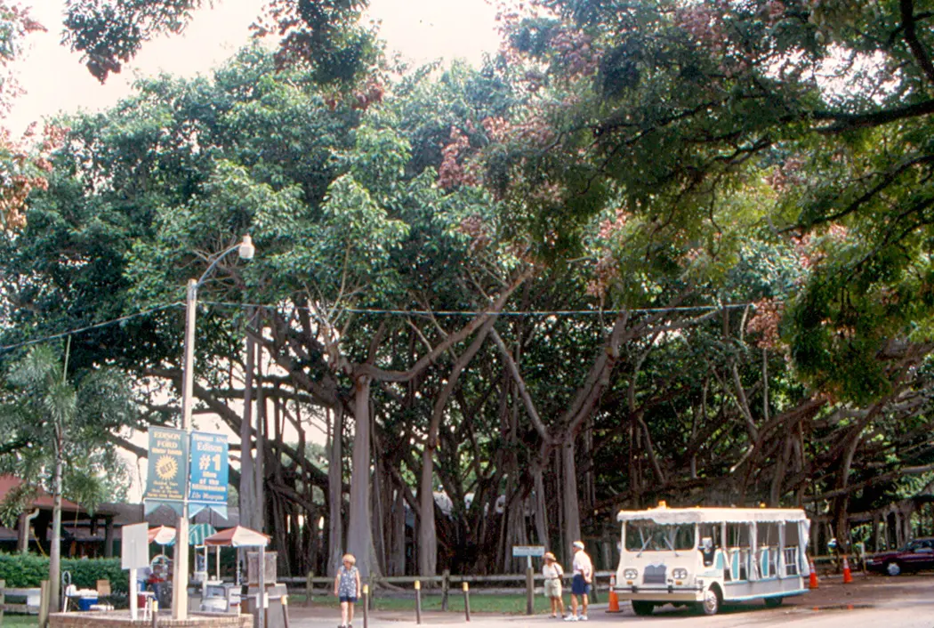 A broad view of the banyan tree on the grounds of the Edison Museum in Fort Myers, Florida. Harvey Firestone, the founder of the tire company and a longtime friend of Thomas...