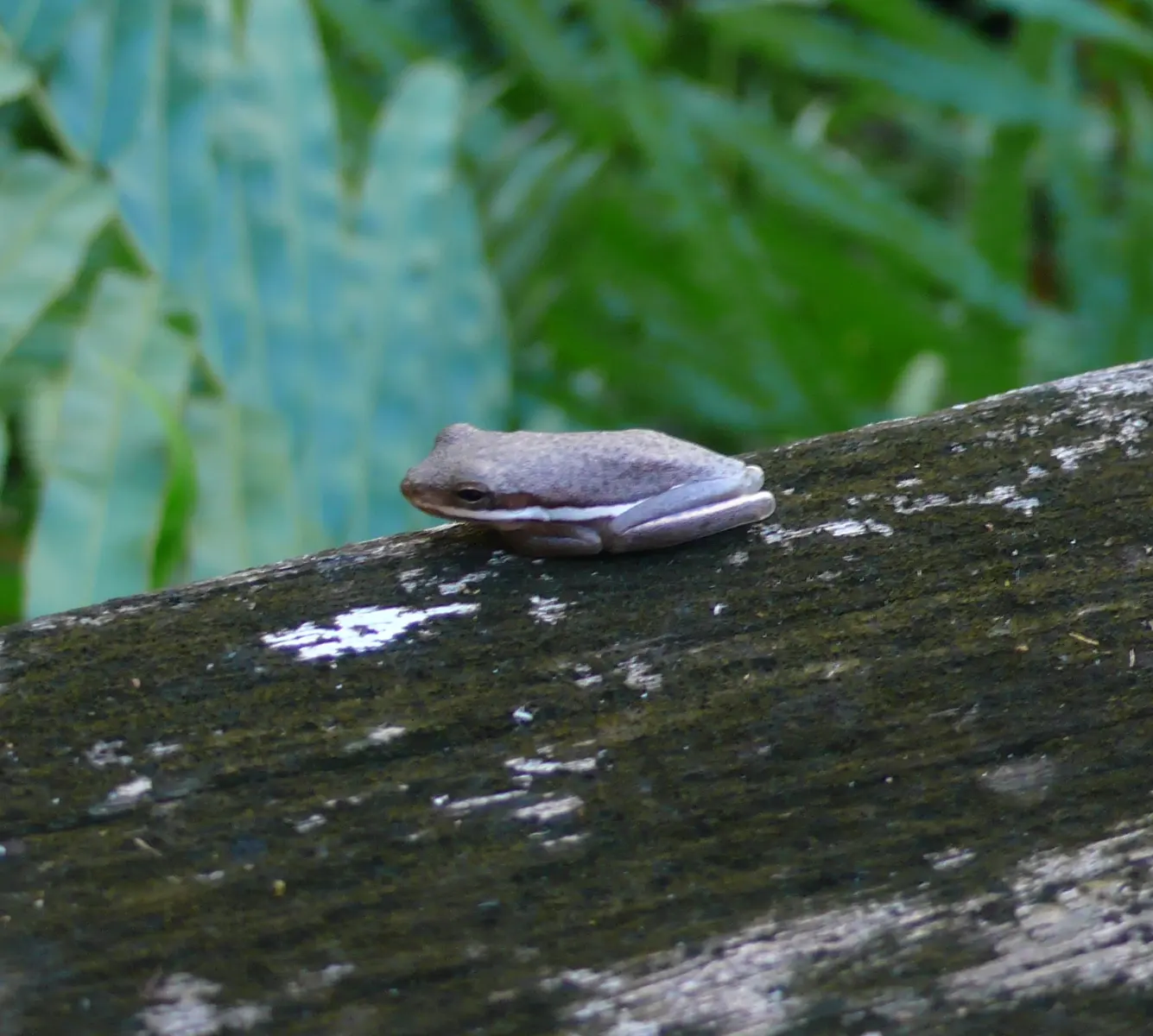 American green tree frog ( Hyla cinerea ). This photo was taken in the National Audubon Society's Corkscrew Swamp Sanctuary , located near Naples, Florida . Not as green or as...