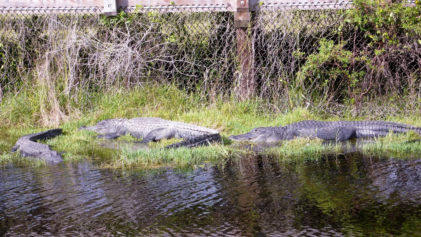 Gator's Friends
