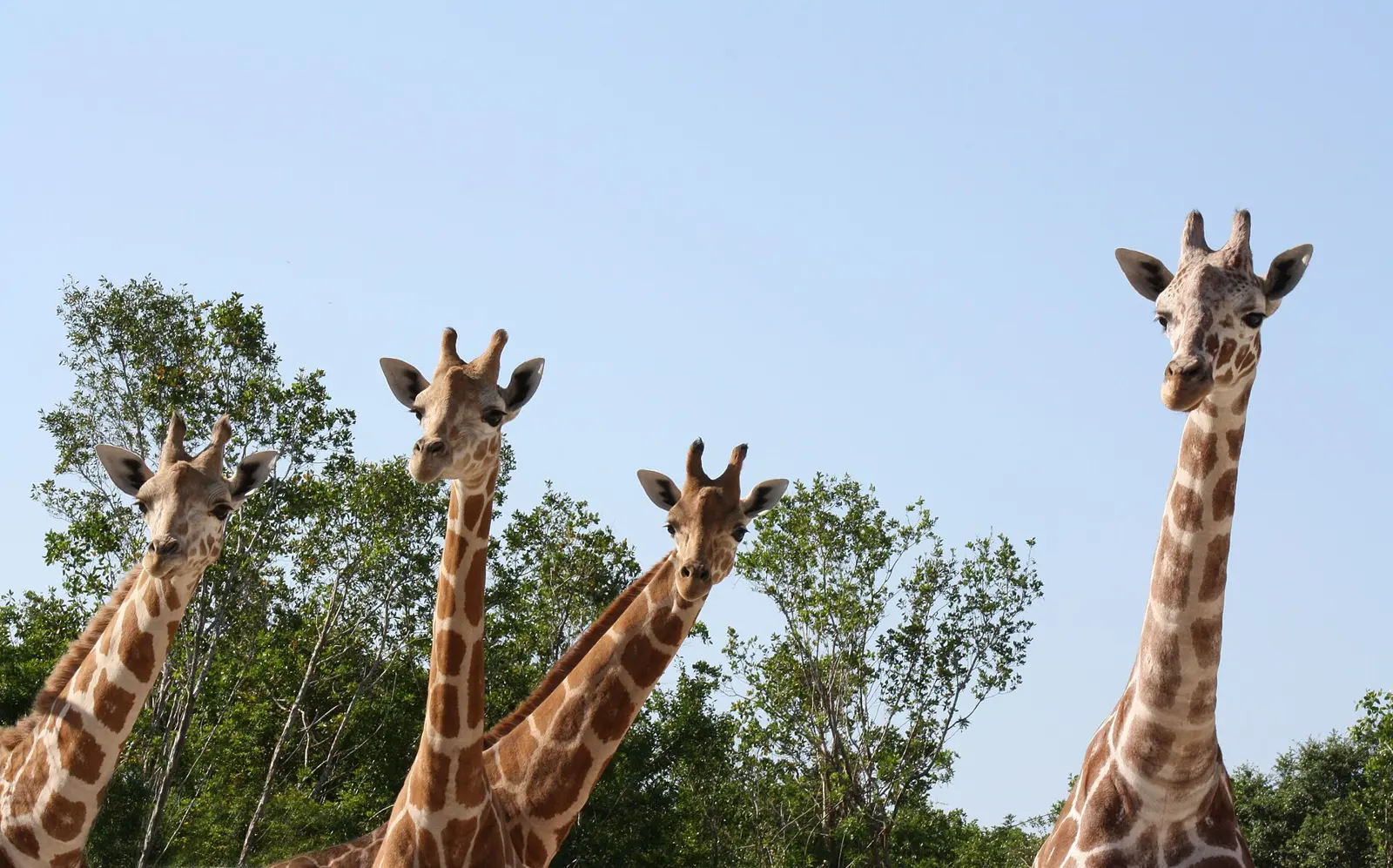 Photo of the giraffes at Naples Zoo