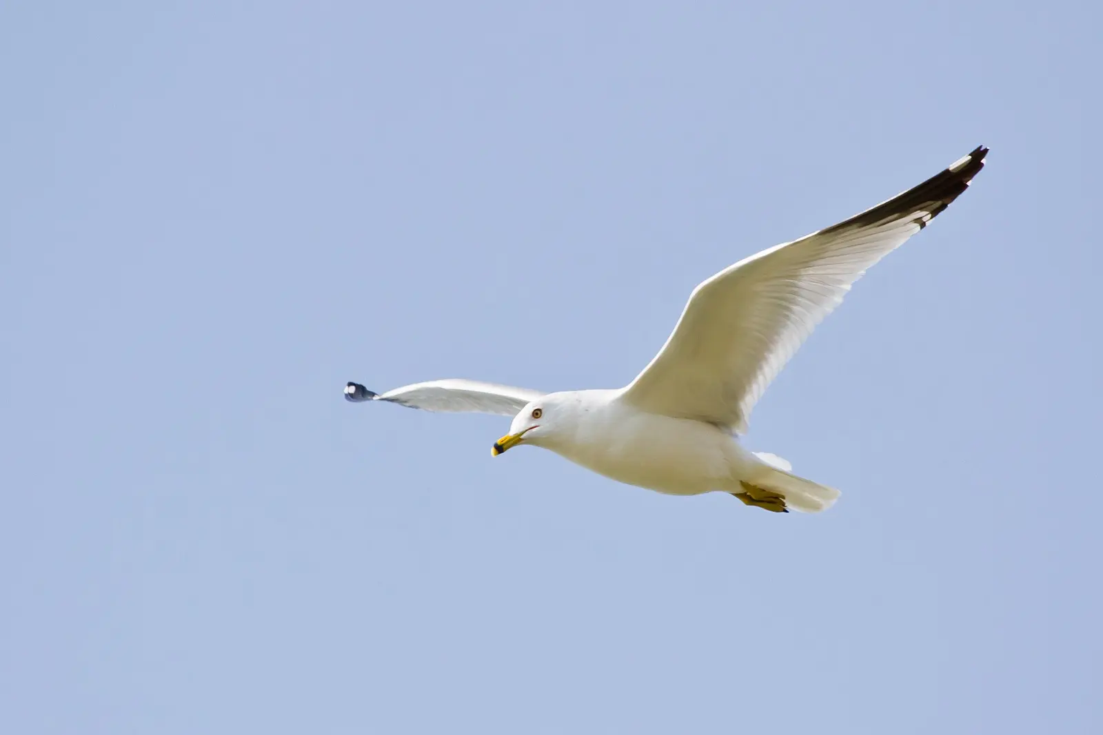 This Ring-billed Gull was captured on Tigertail Beach, Marco Island, Florida on 21 February 2012. On EXPLORE 26 February 2012 #286.