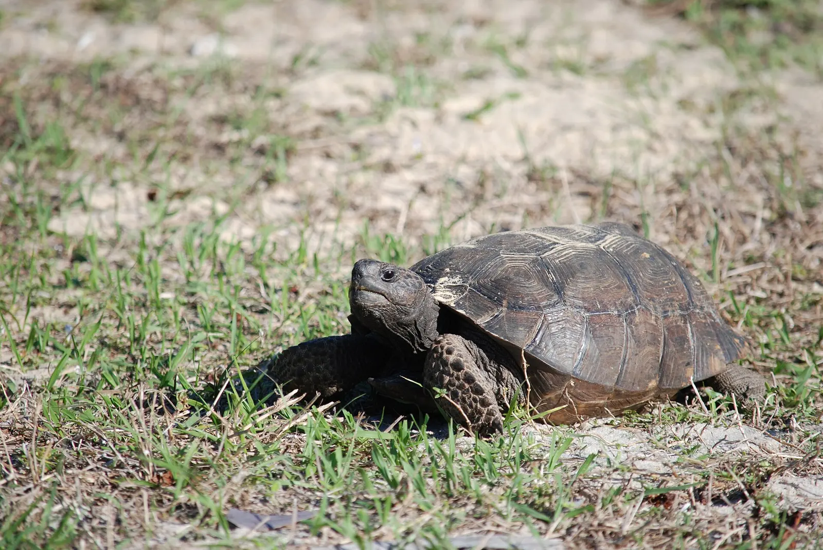 Gopher tortoise, Marco Island, Florida