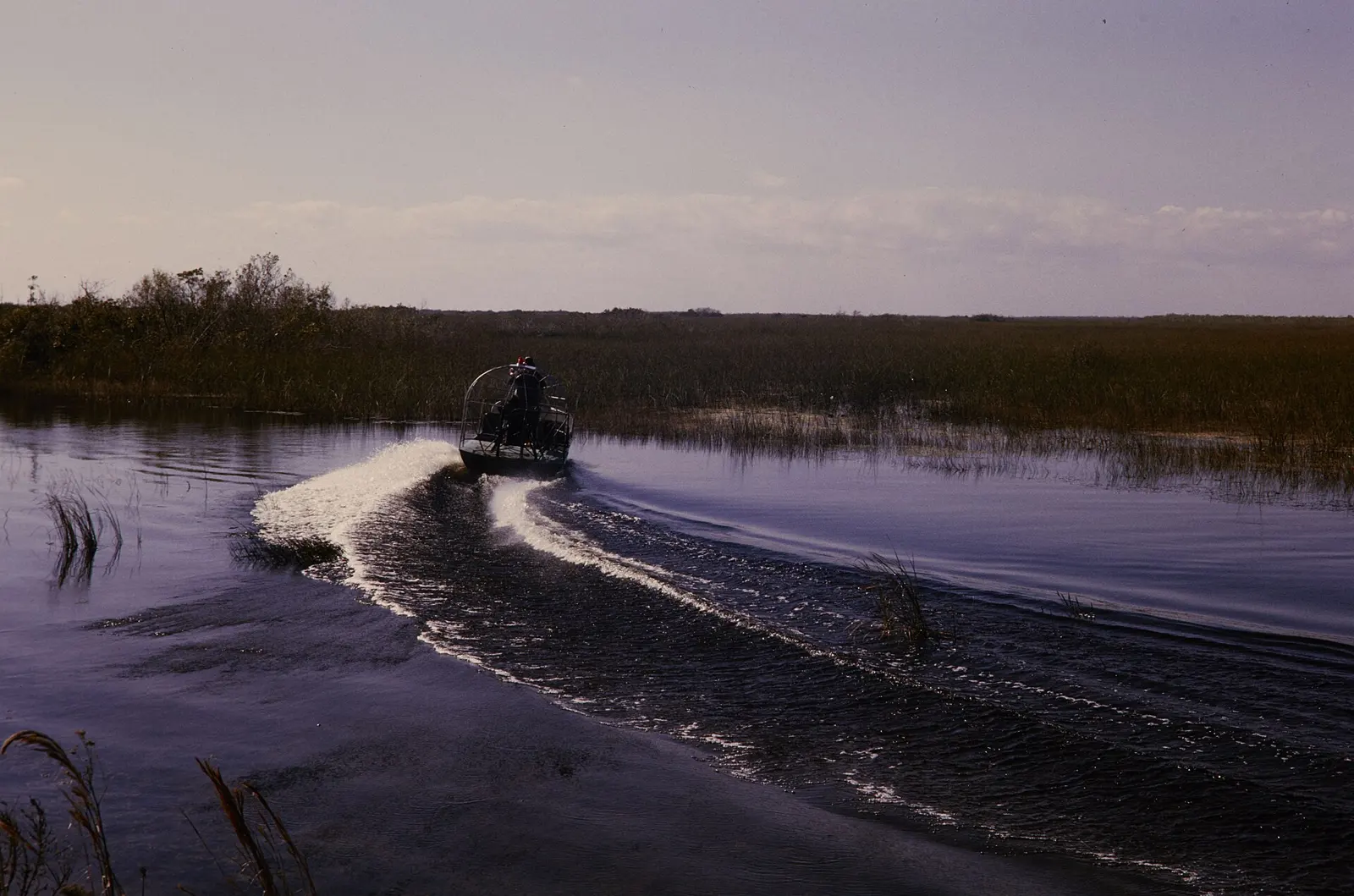NPS employee driving an airboat in Everglades National Park. Keywords: nps staff; boat; plant; tree; river; NPS Personnel; (NPS History Collection Themes); Flora; Transportation