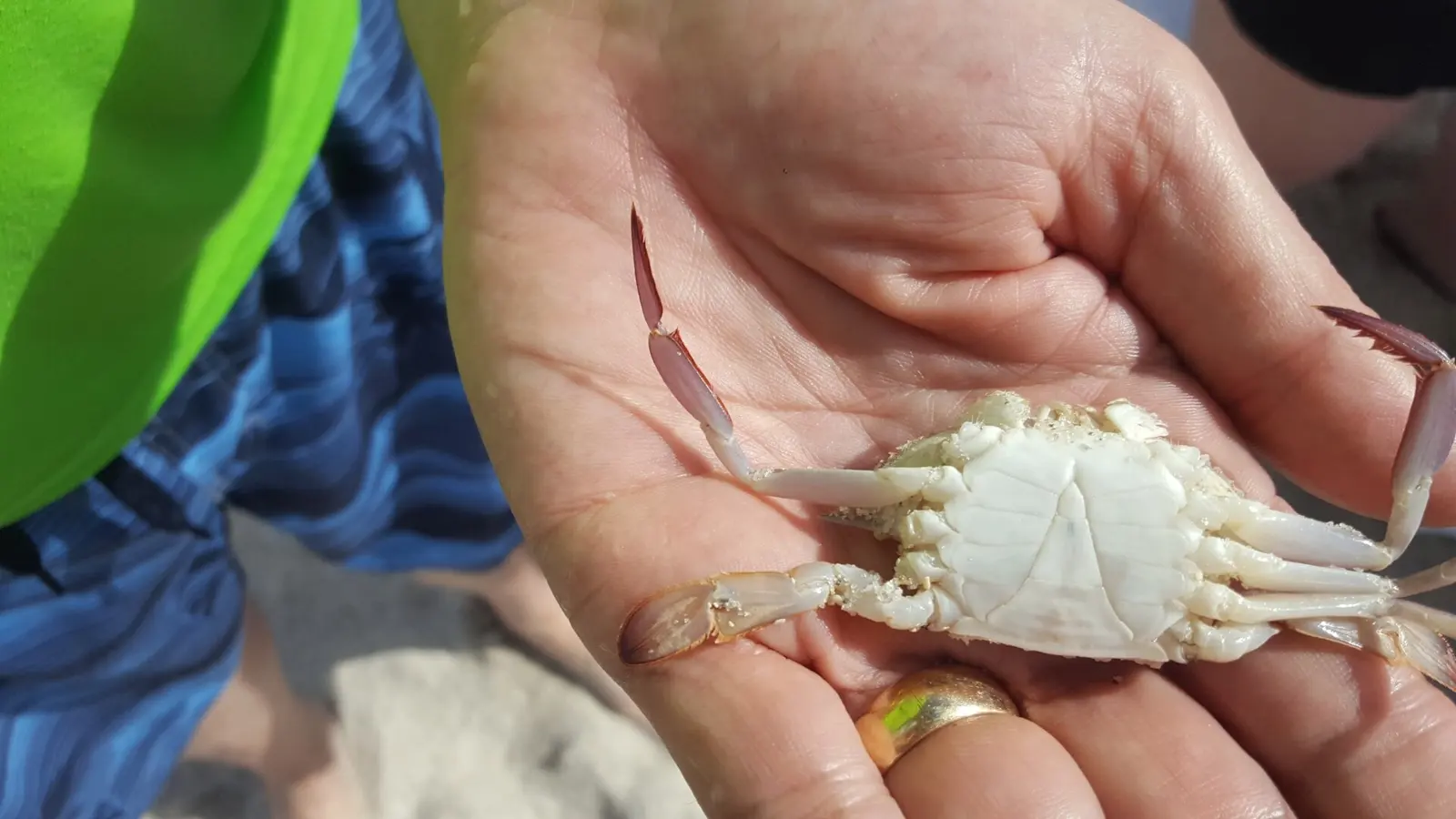 Photo of Iridescent Swimming Crab (Achelous gibbesii) uploaded from iNaturalist .