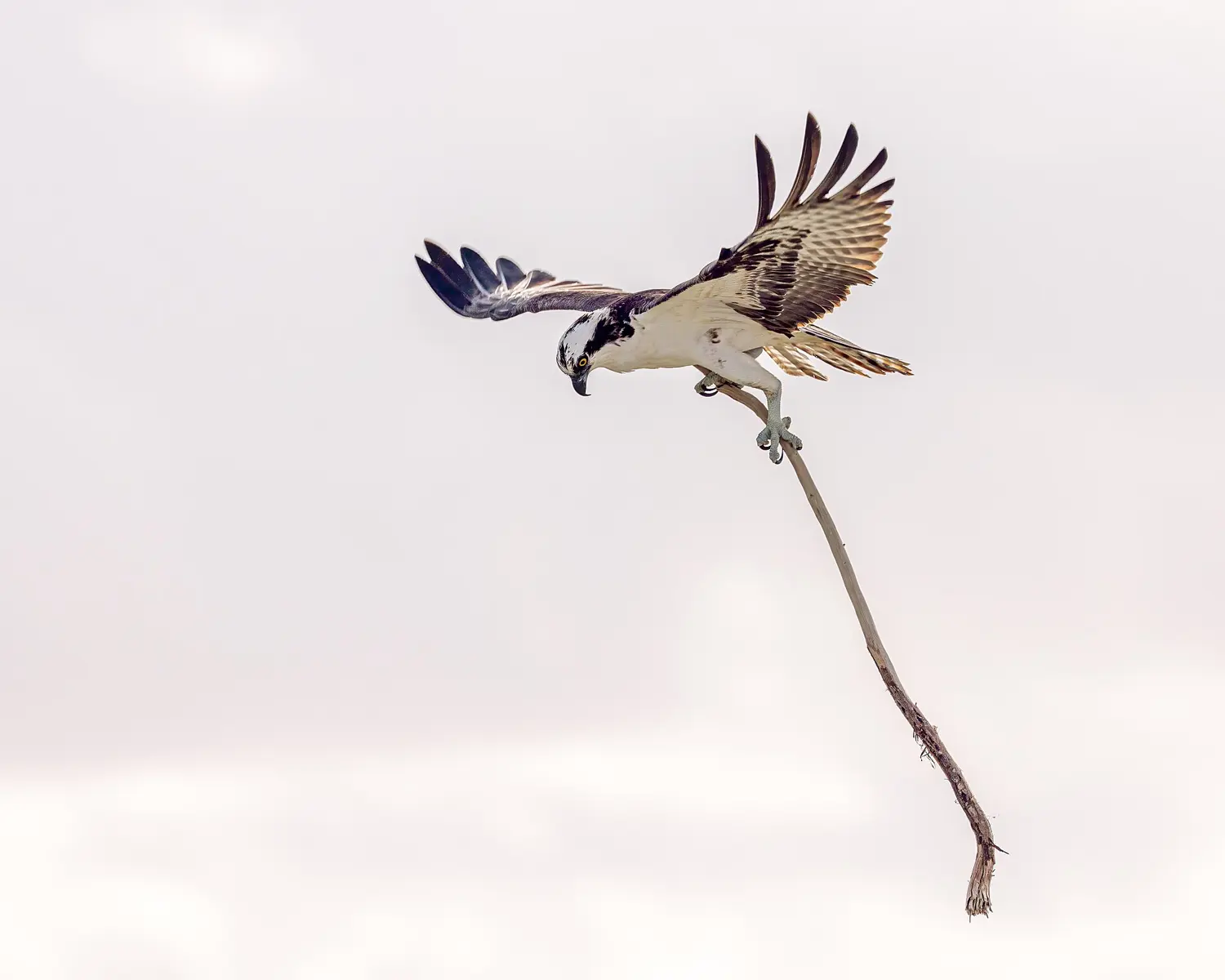 This male osprey is taking his nest-building duties very seriously. Taken on Tigertail Beach, Marco Island, Florida.