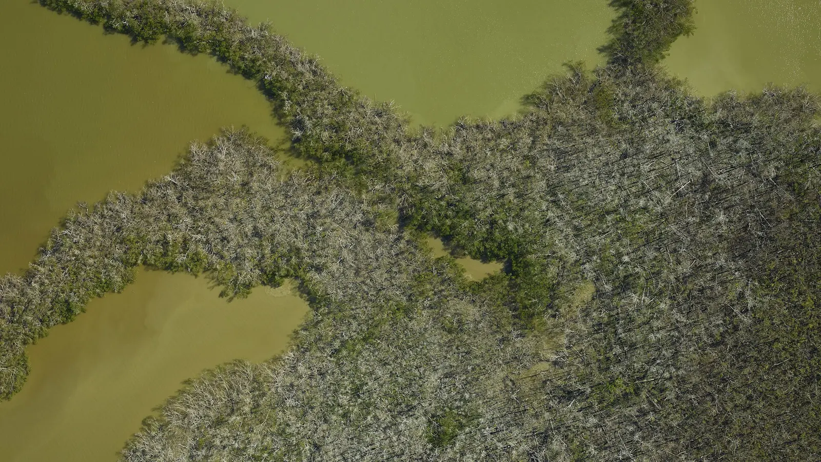 Damage to the Florida Everglades is seen from the air. Mangrove ecosystem in the Ten Thousand Islands after Hurricane Irma (Dec. 1, 2017). Photo courtesy of NASA