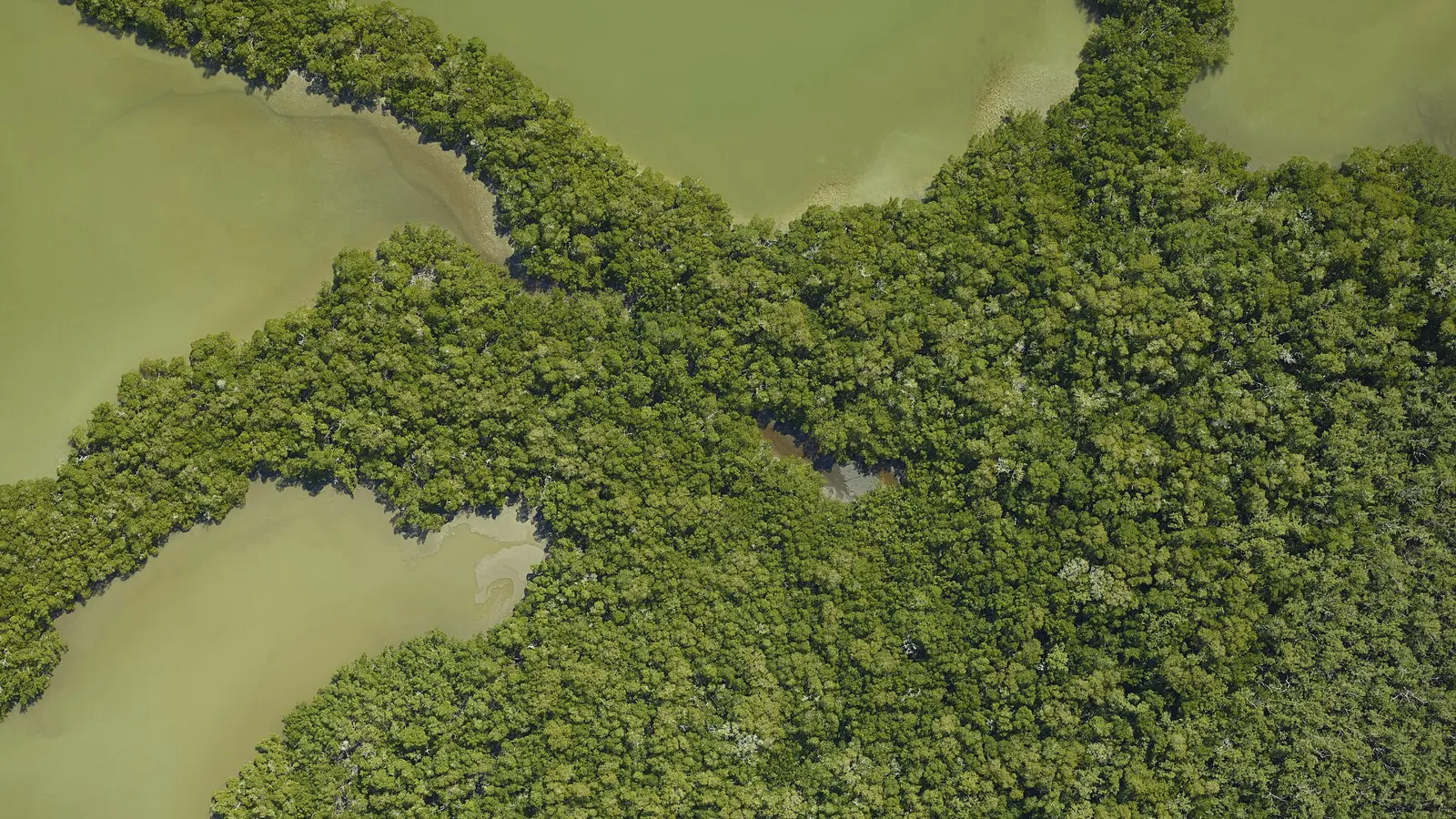 Mangrove ecosystem in Ten Thousand Islands before Hurricane Irma (March 28, 2017). Photo courtesy of NASA.