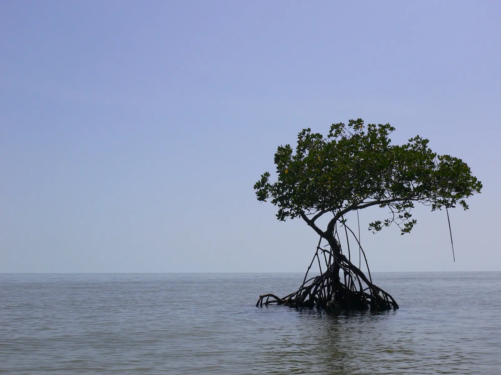 Mangrove in Ten Thousand Islands 3, NPSPhoto, D.Grimes