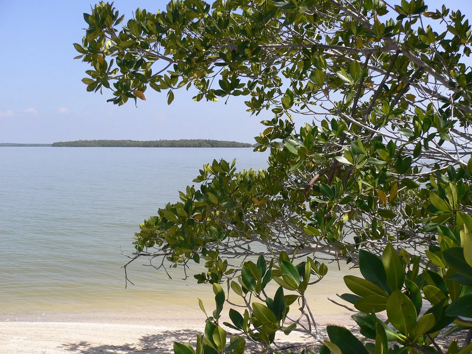 Mangrove Island, Ten Thousand Islands, NPSPhoto, D.Grimes
