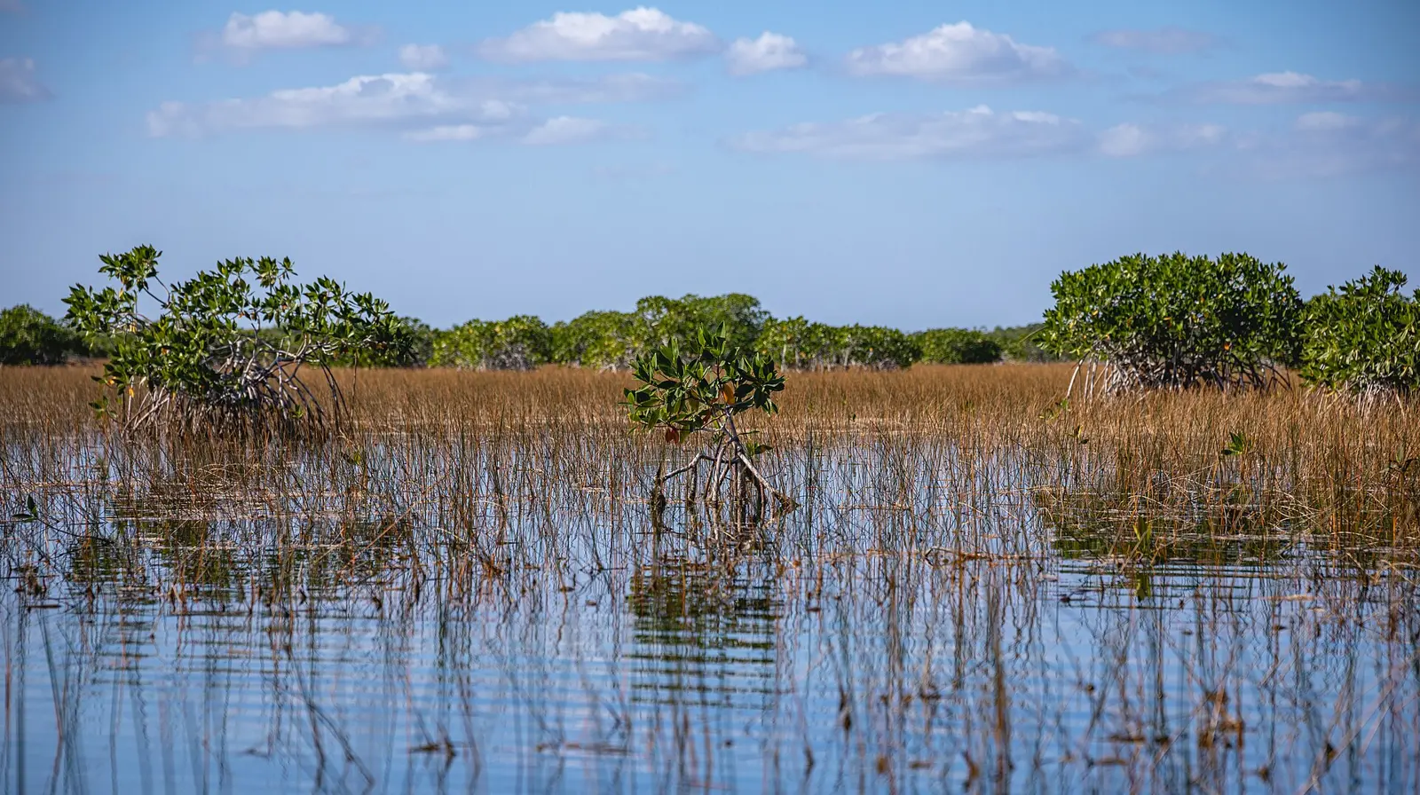 Mangrove forests are present in the coastal channels and winding rivers around the tip of south Florida. The term 'mangrove' does not signify a particular botanical relation,...