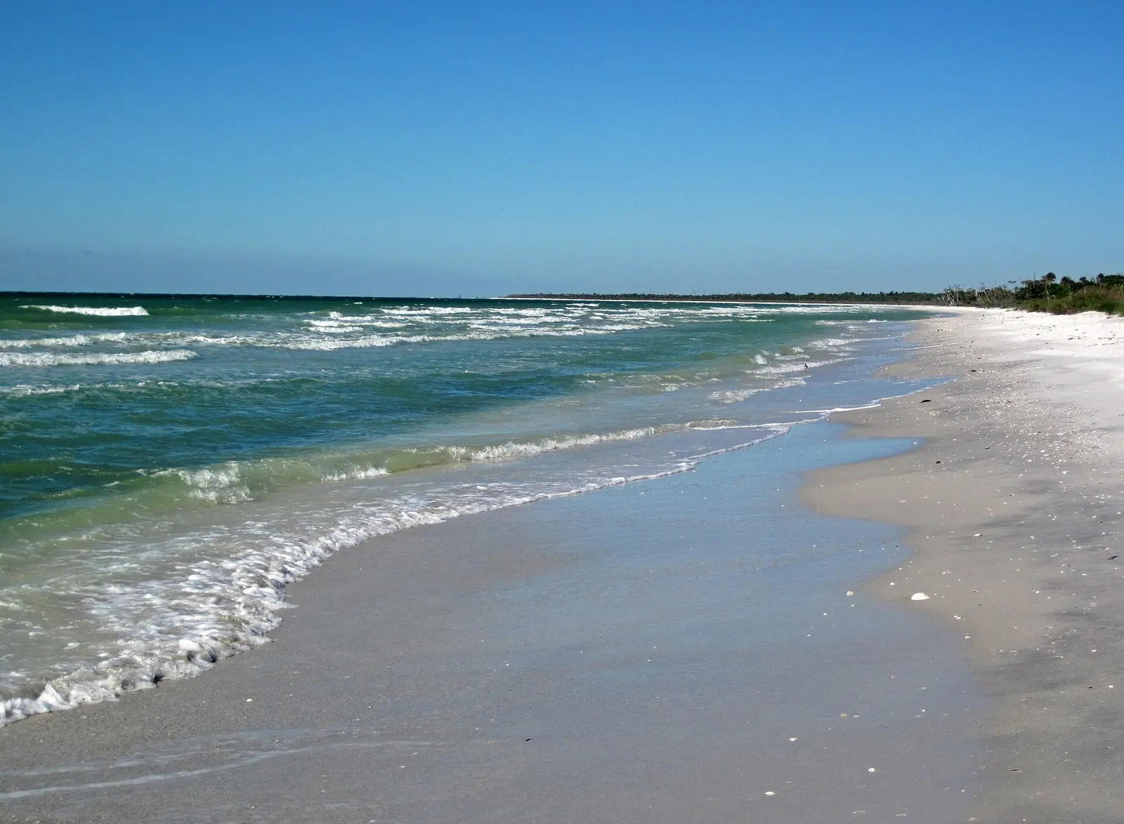 Marine beach at the southern end of the Gulf of Mexico margin of Cayo Costa Island, Florida, USA (looking ~north) (January 2016). Cayo Costa Island is one of dozens of barrier...