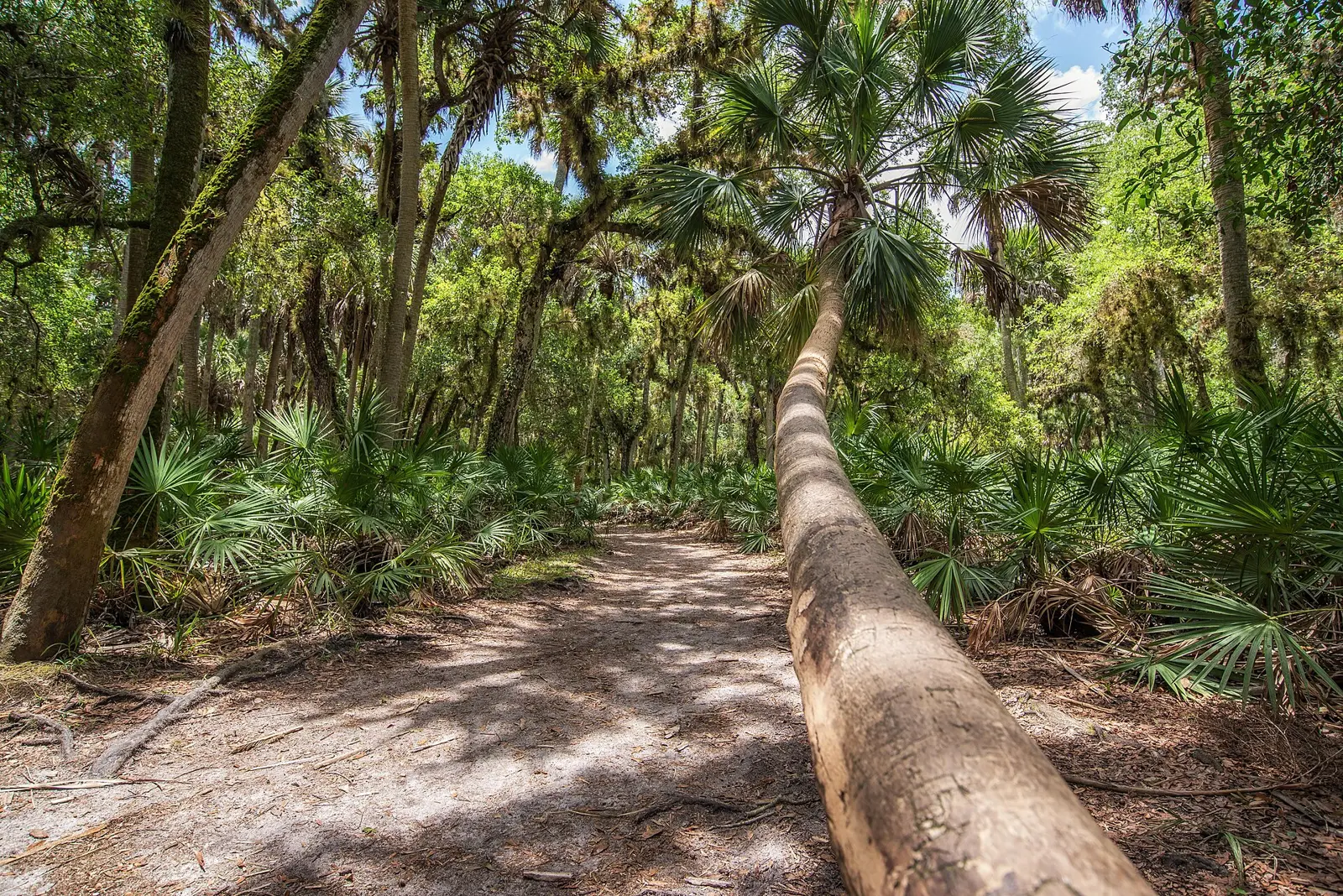 Revisiting Myakka River State Park I found a bent palm tree along the trail that I had photographed almost ten years ago bringing back the memories of a time when photography...
