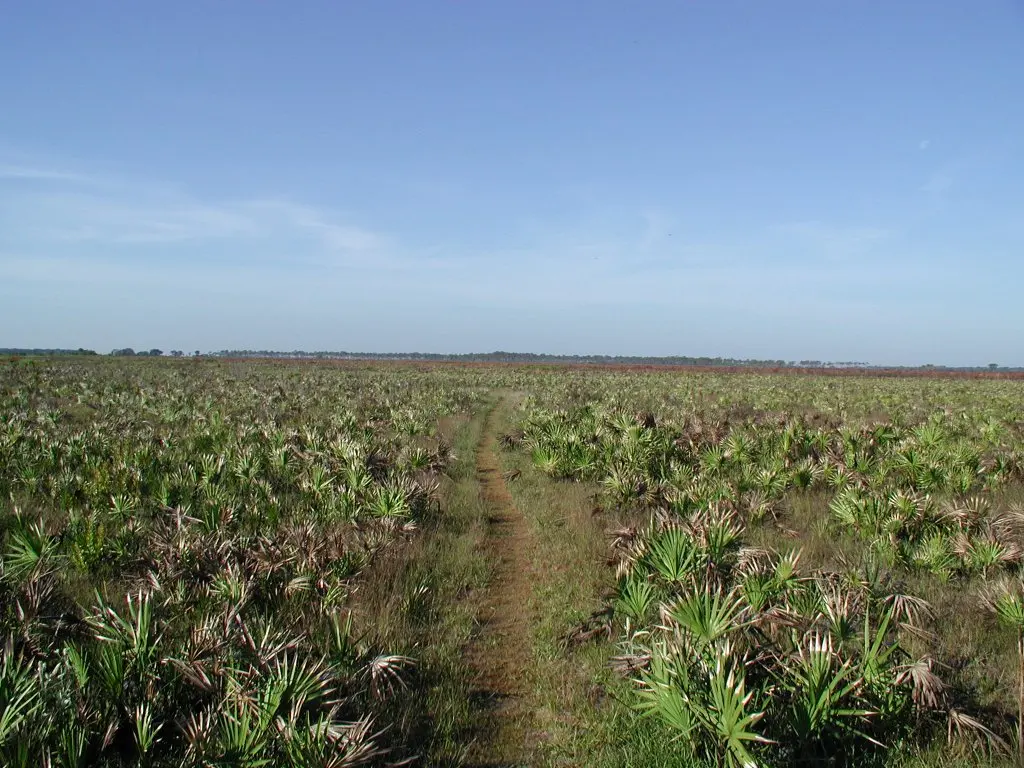 Hiking trail in Myakka River State Park Photographed in May, 2004, by Daniel Holth