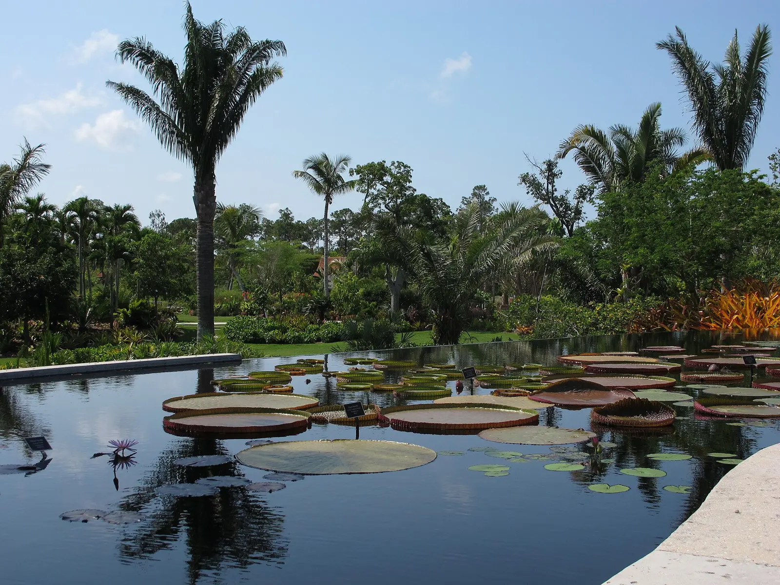 Naples Botanical Garden, Naples, Florida: Infinity pool, Burle Marx Plaza, Brazilian garden.