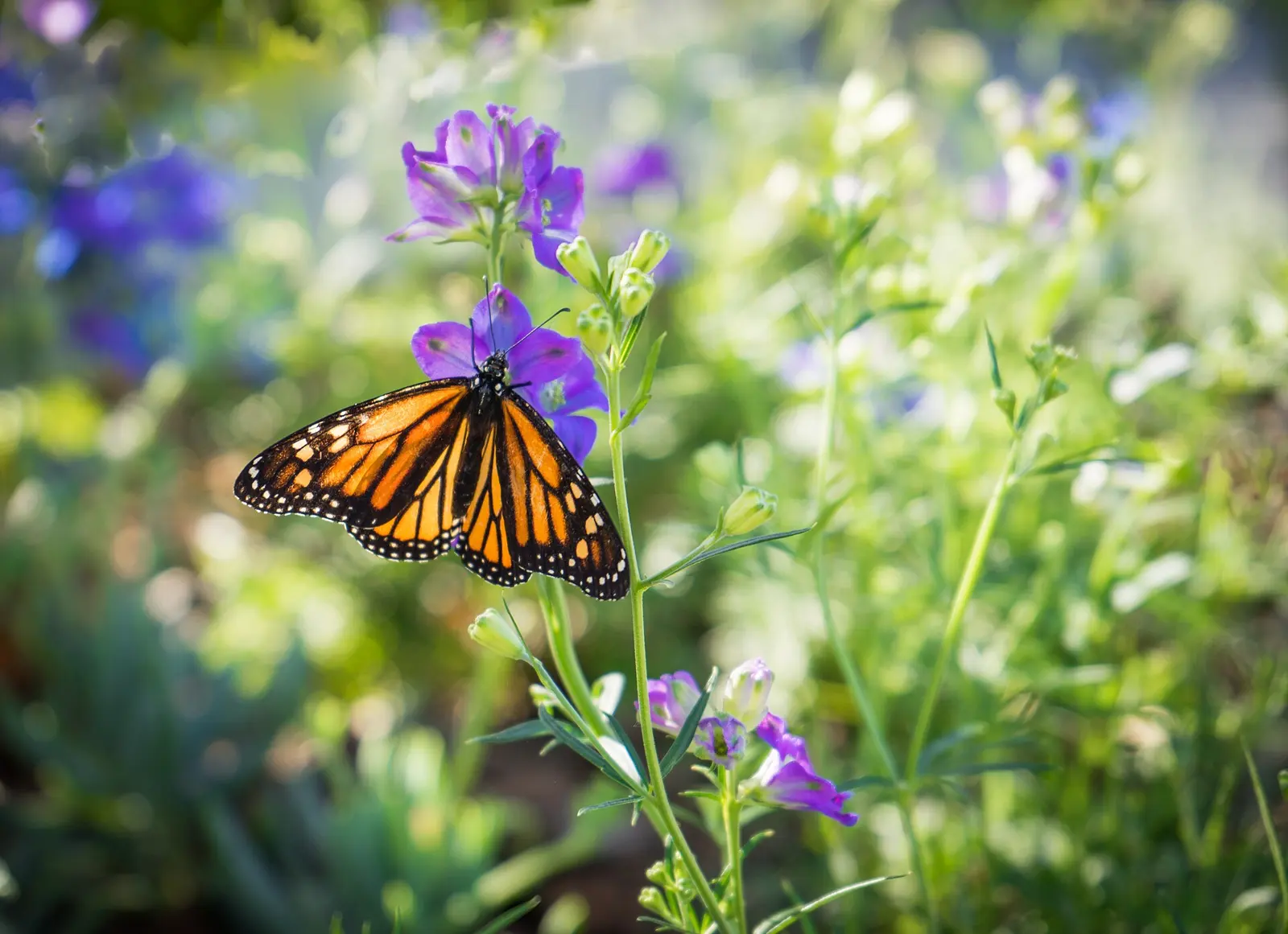 Naples Botanical Gardens, Florida
