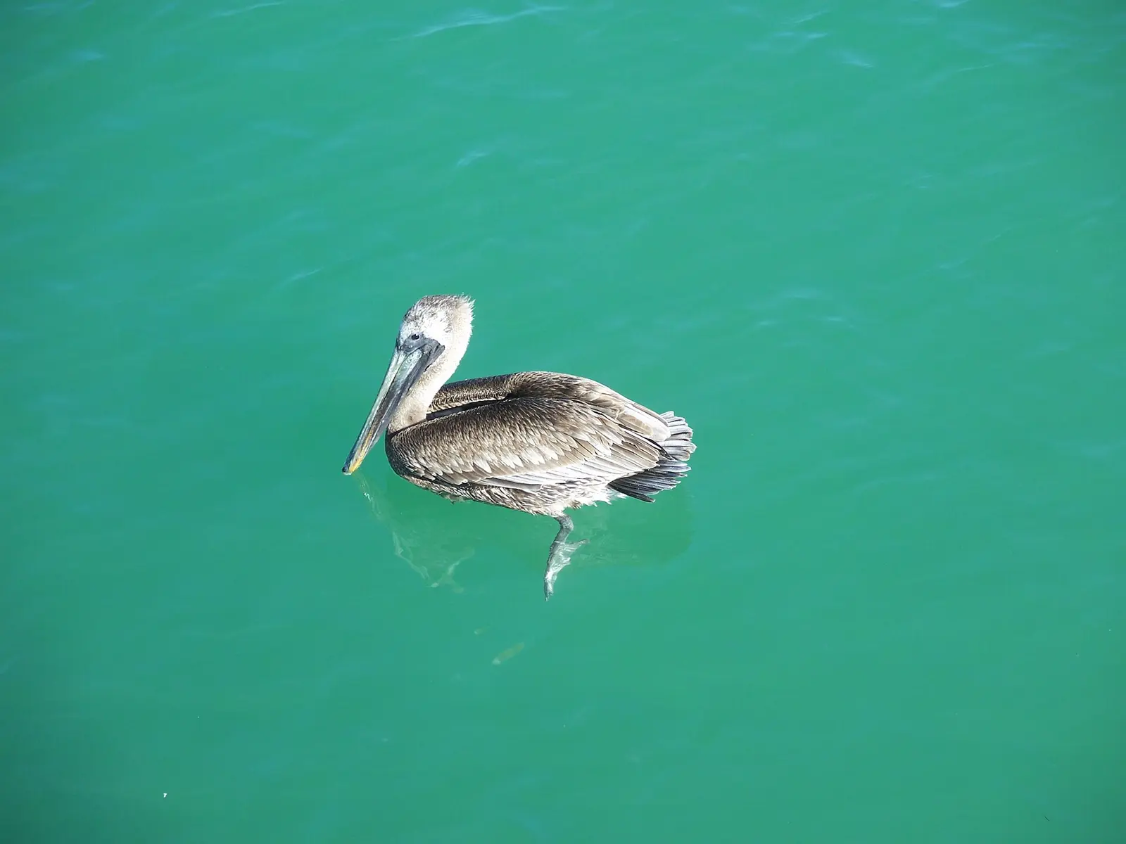 Naples, Florida : Pelican, next to the Naples Pier.