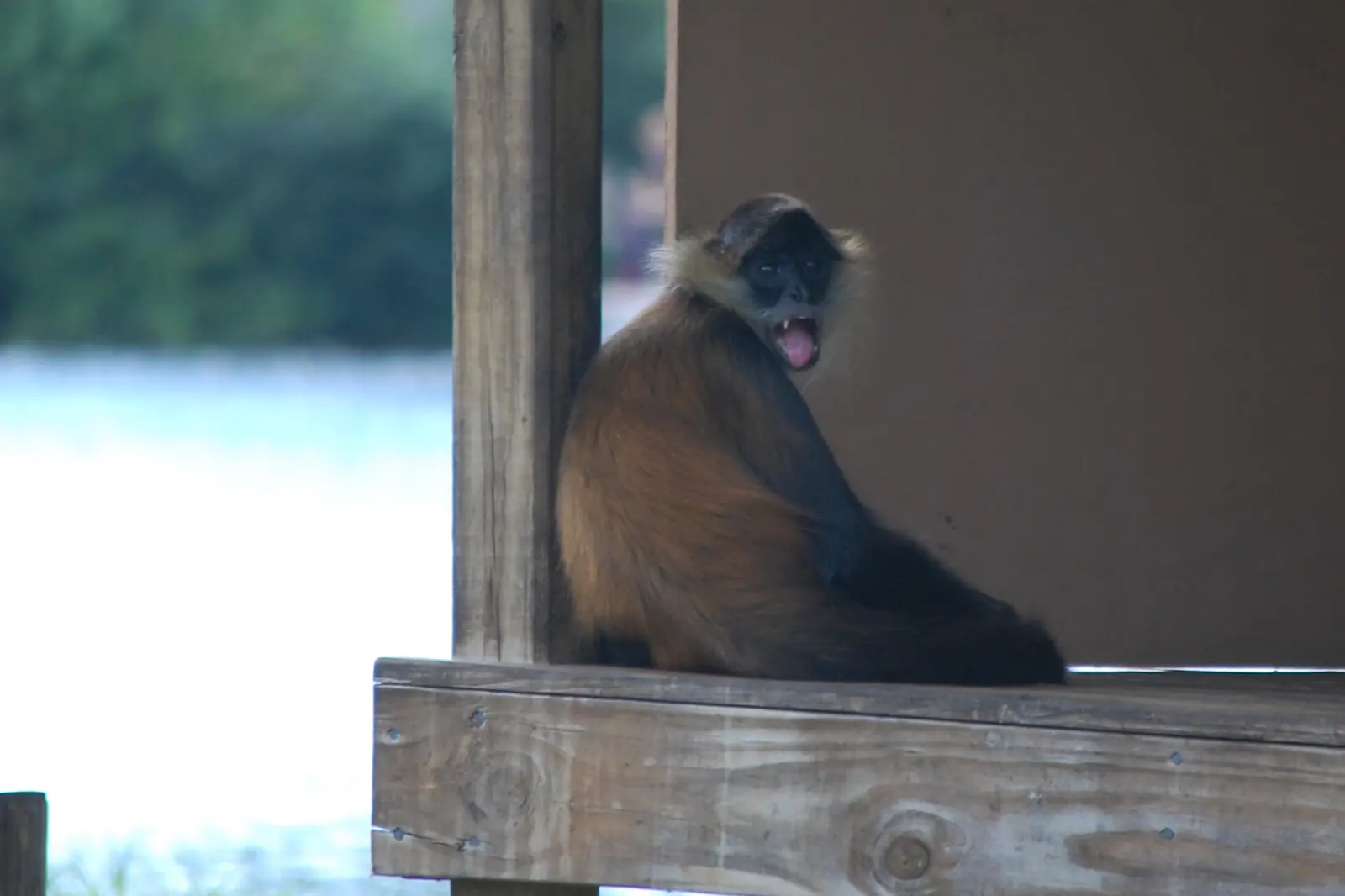 Naples Zoo