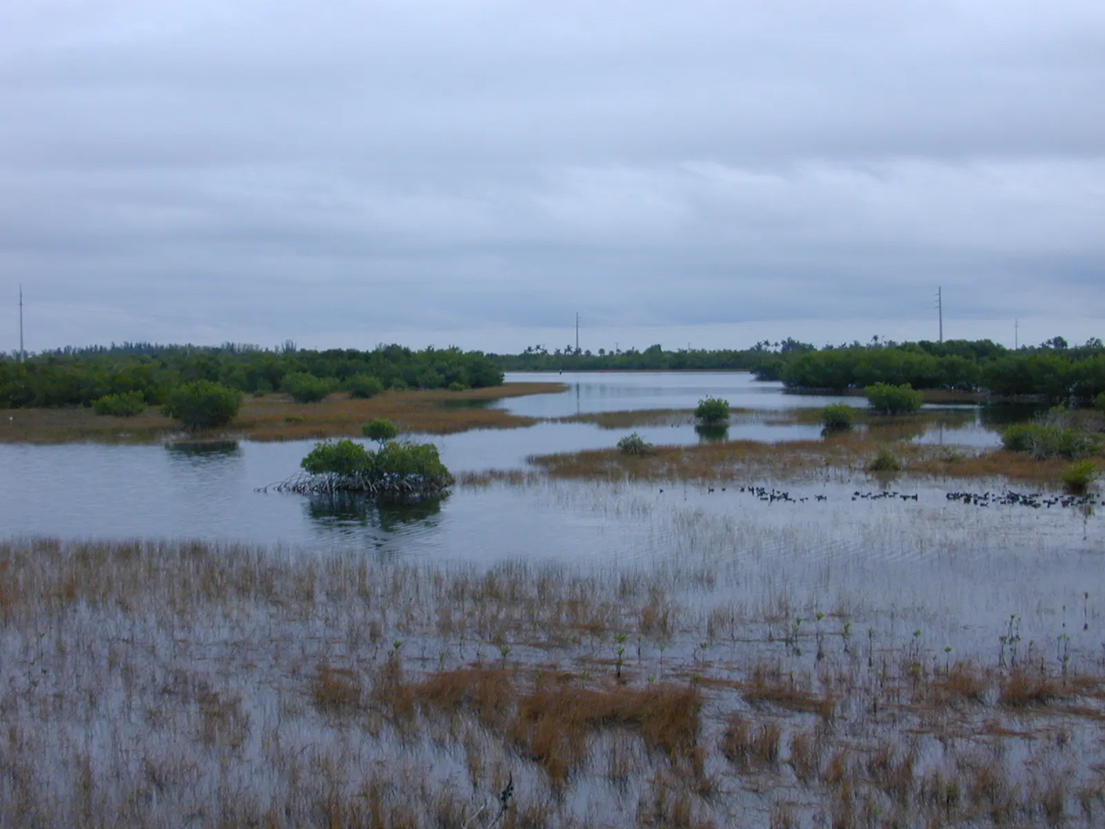 Mangroves at Rookery Bay National Estuarine Research Reserve