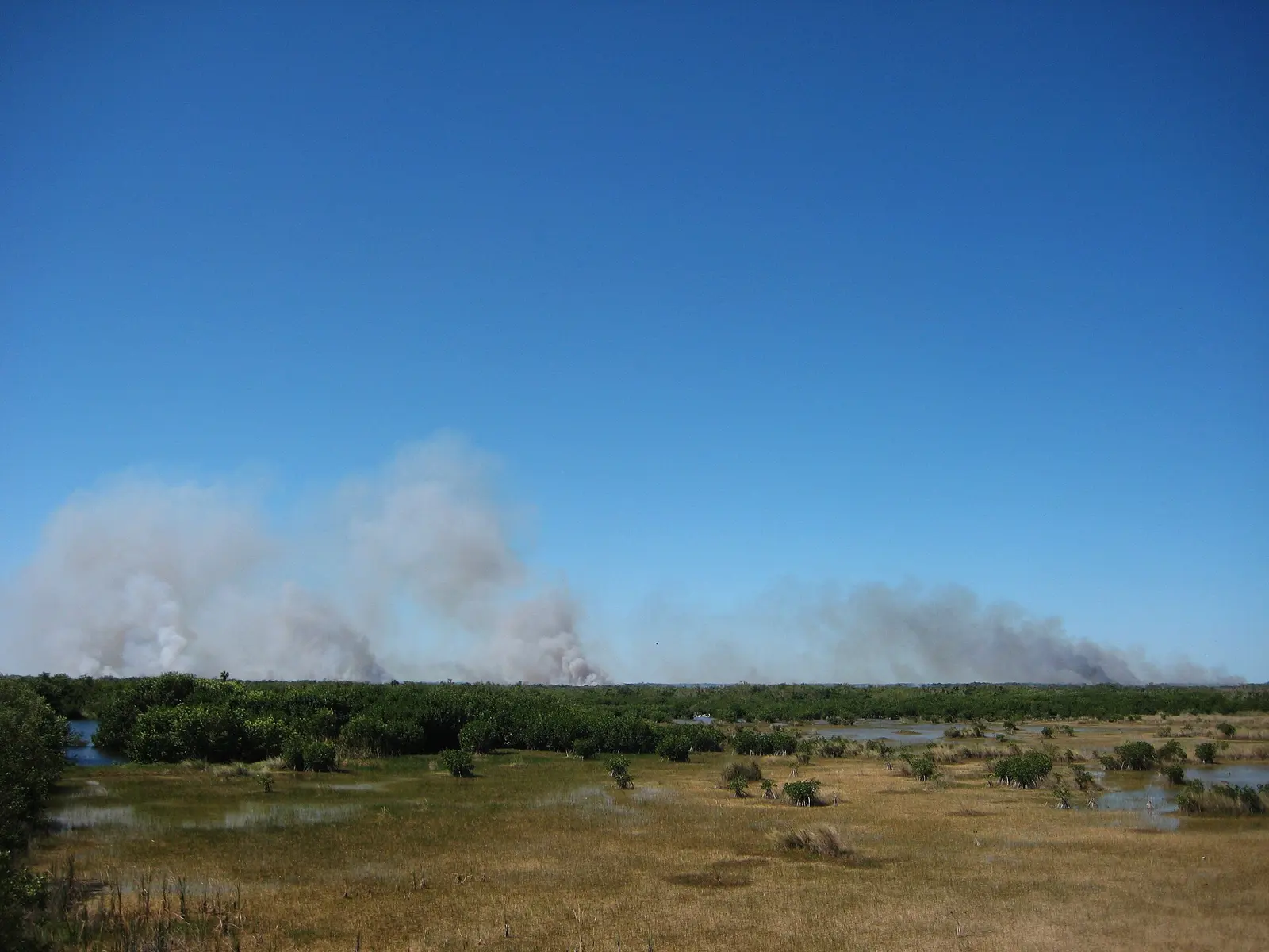 On March 5th 2012 Florida Panther NWR burned at Ten Thousand Islands NWR, the burn was around 1500 acres and the first burn on the refuge in nearly 10 years. Photo credit:...