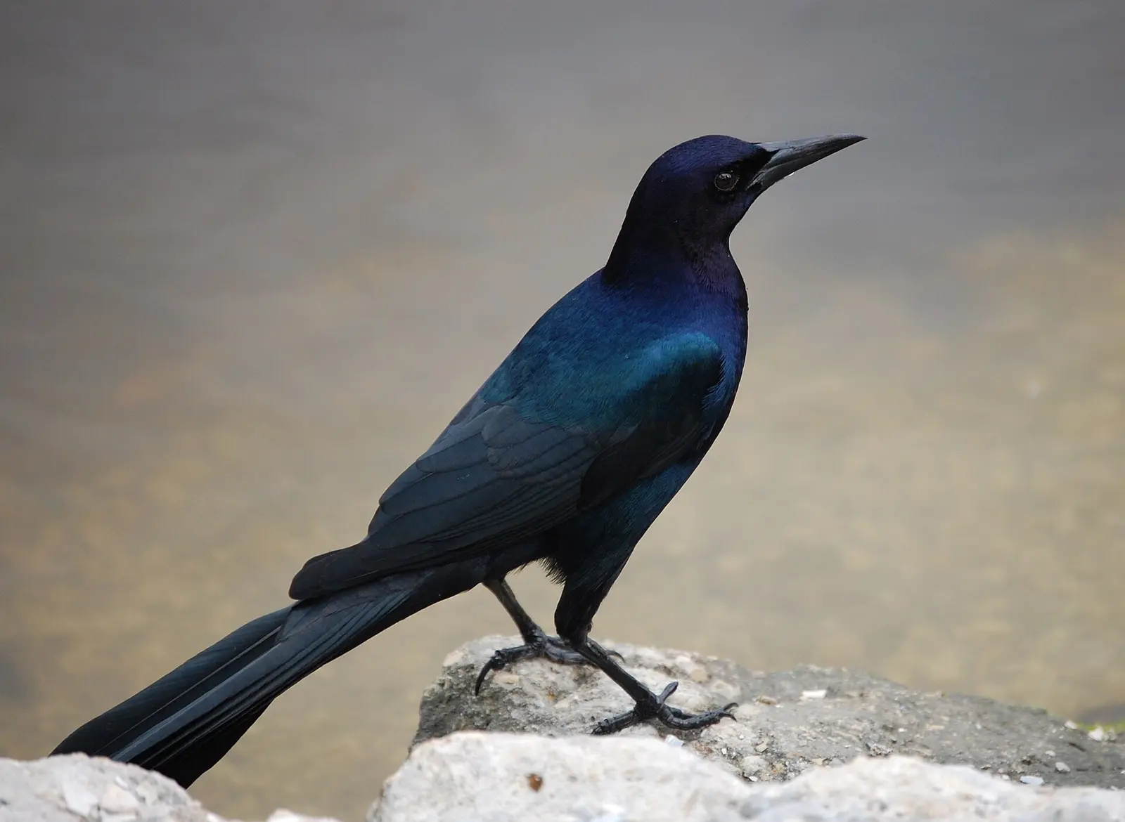 A male Boat-tailed Grackle at Naples Zoo, Florida, USA. Presumeably a wild bird in the grounds of the zoo.