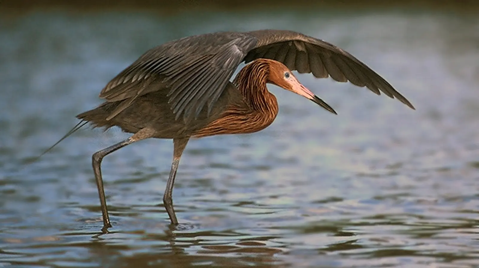 Photographed south of Fort Meyers Beach and north of Bonita Springs Beach, Florida.