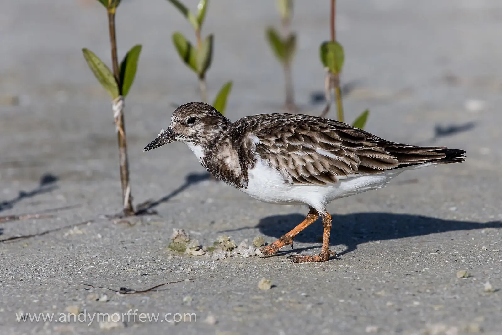 I caught this Ruddy digging for treasure in the mangroves on Tigertail Beach.