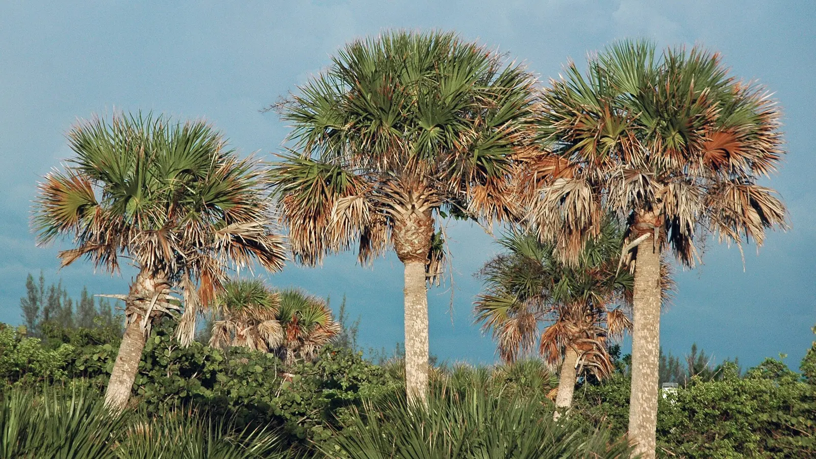 Sabal palmetto (Walter, 1788) - cabbage palm trees in Florida, USA. (summer 2009) Plants are multicellular, photosynthesizing eucaryotes. Most species occupy terrestrial...