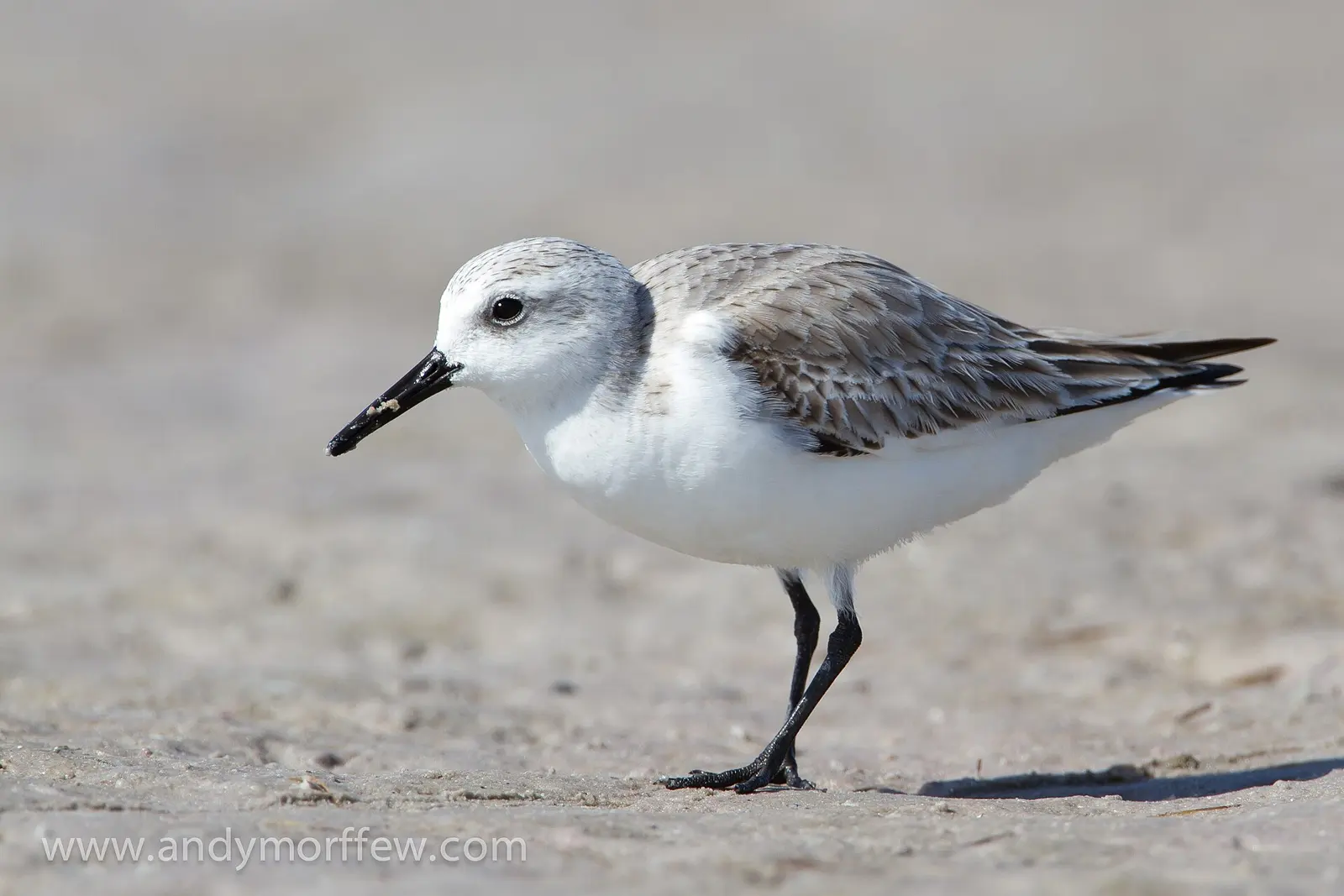 This Sanderling was captured on Tigertail Beach, Marco Island, FL on 23 January 2012. Part of the Shore Birds Reference set.
