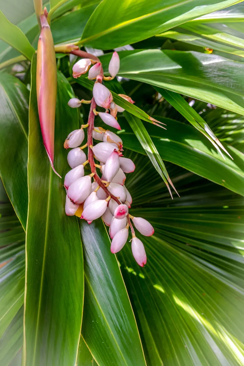 Shangri-La Hotel, Bonita Springs, Florida