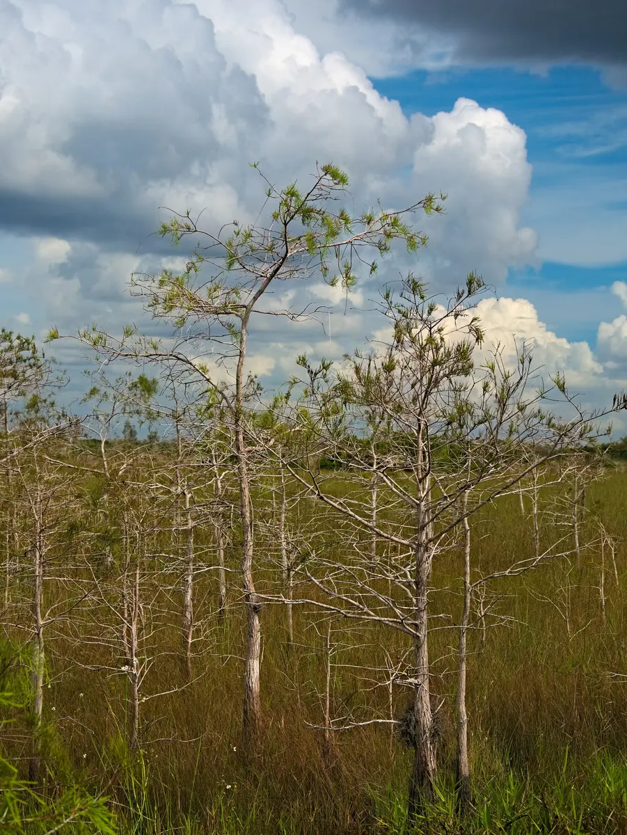 A group of pond cypresses (taxodium ascendens) growing in a swamp along the Shark Valley loop road in Everglades National Park, Florida.