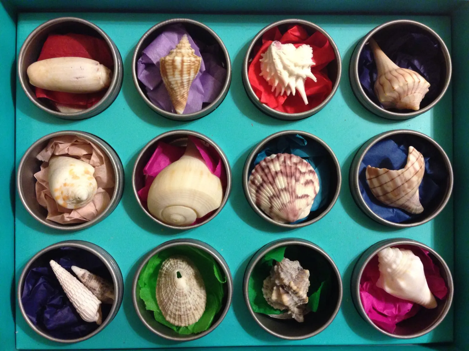 Top Row (left to right) - Lettered Olive, Juvenile Conch, Jewel Box, Lightning Whelk Middle (left to right) - Florida Cone, Paper Fig, Calico Scallop, Part of a Tulip Shell...