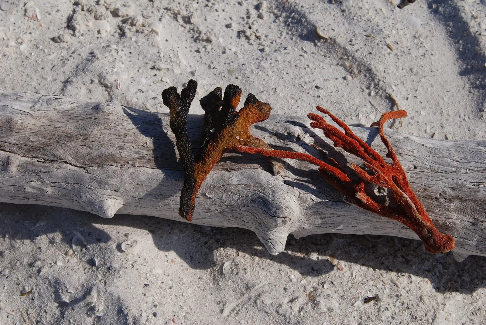 Sponges, Marco Island, Florida