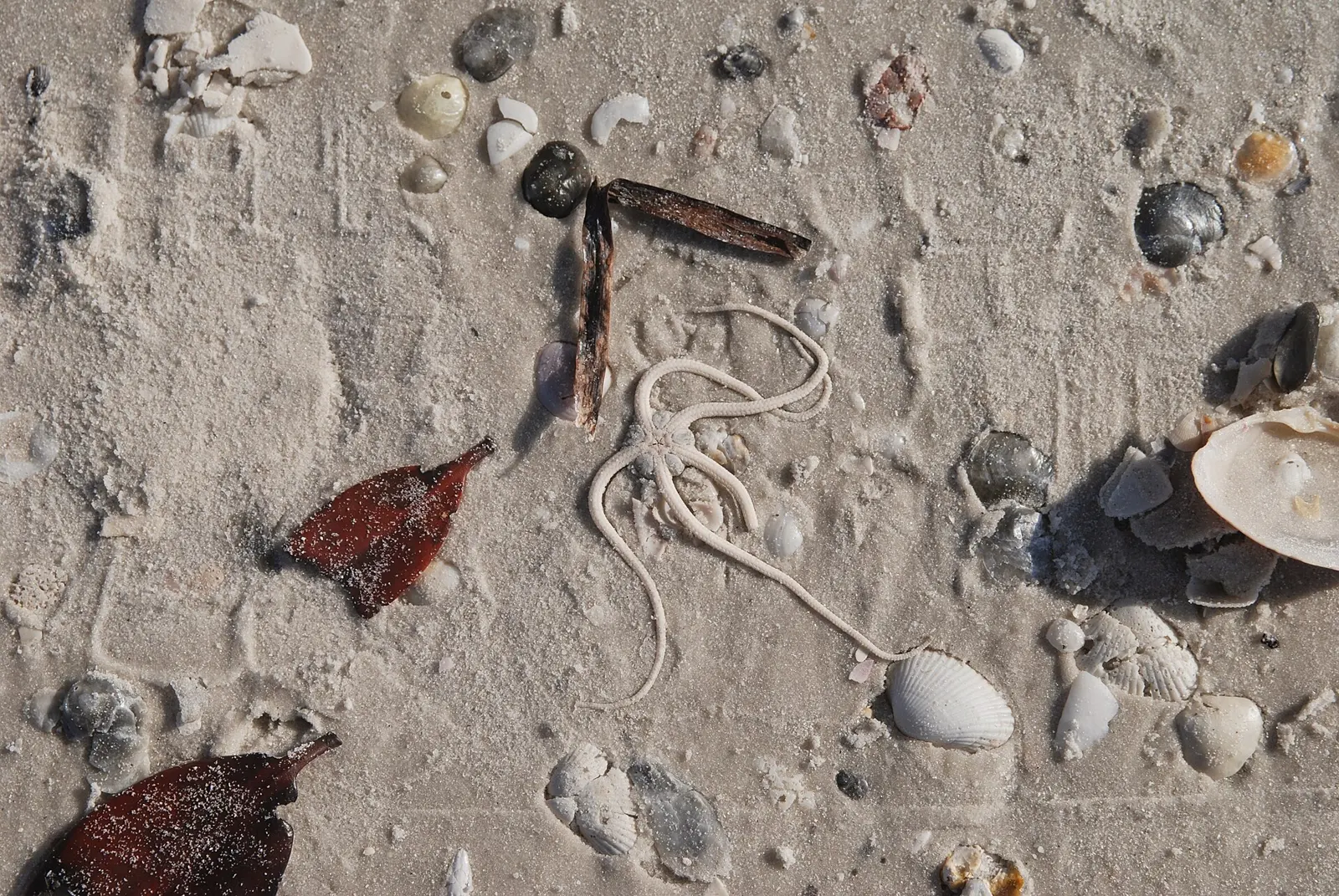 Starfish, Marco Island, Florida