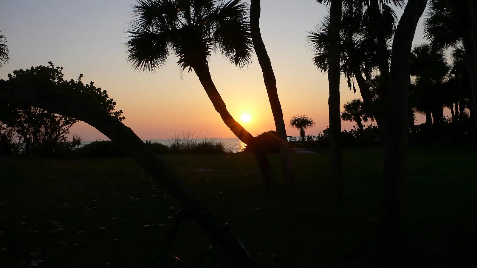 The sun sets over the Gulf of Mexico, its reflection shining in the ocean water. Silhouetted against the sky are shadowy palm trees and beach grasses. The photo is taken from...
