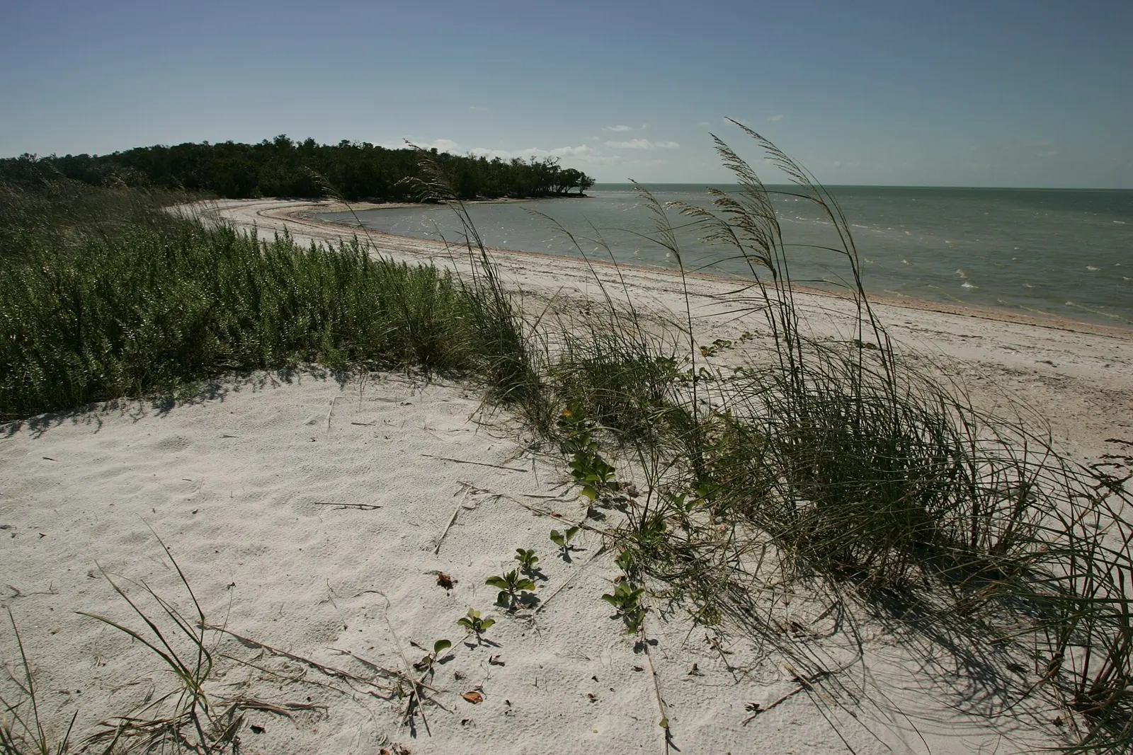 Beach shore line and vegetation — in Ten Thousand Islands National Wildlife Refuge , southern Florida. With archaeological sites on the National Register of Historic Places in...