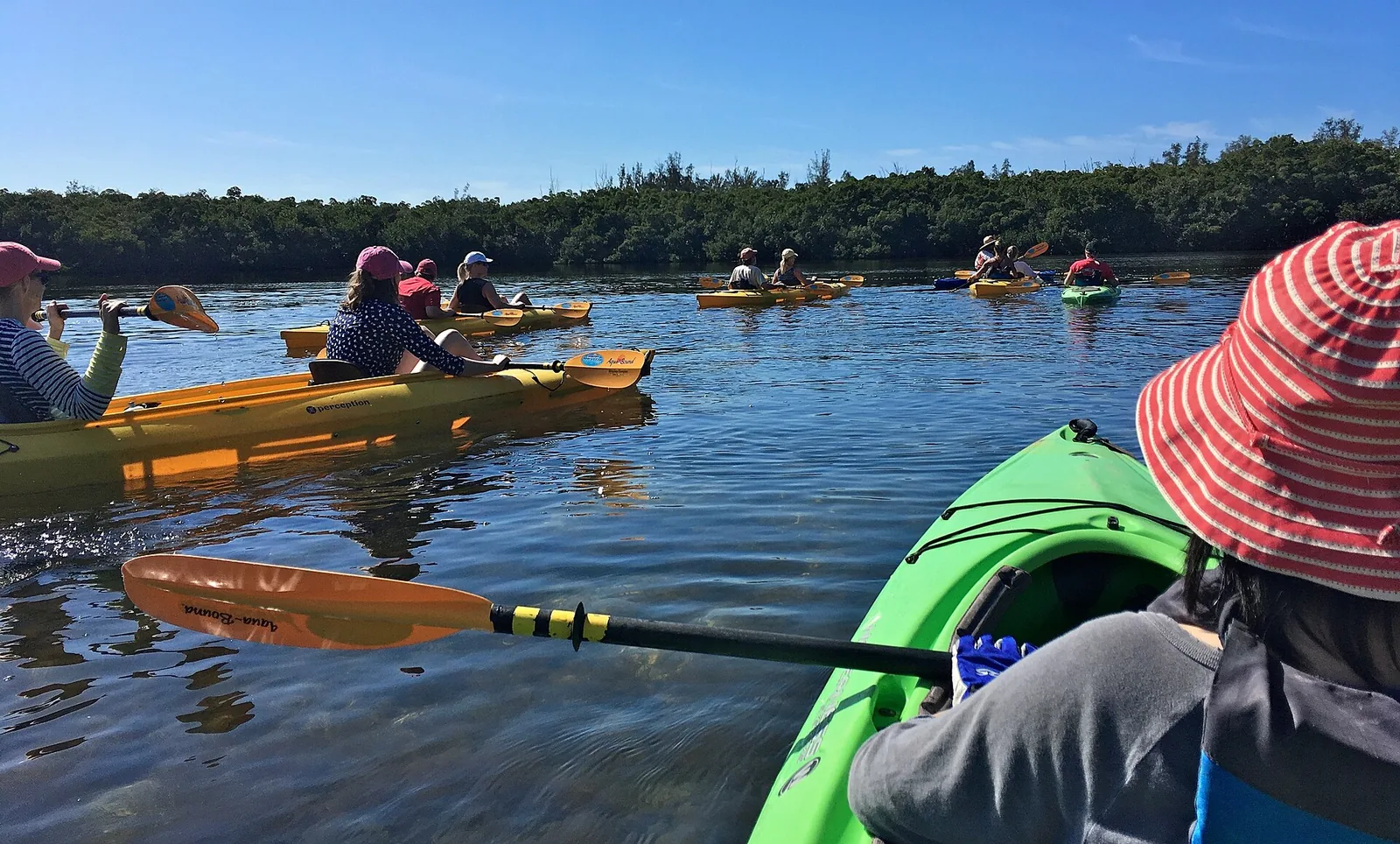 Kayakers in a red mangrove tunnel in Sarasota Bay, the same kind of creek as Rookery Bay